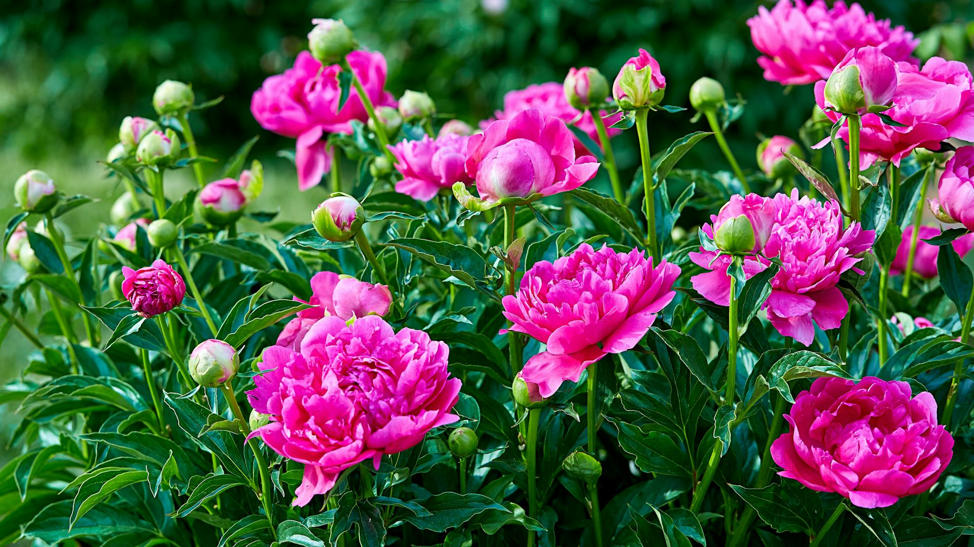 Üppig blühende Pfingstrosen.