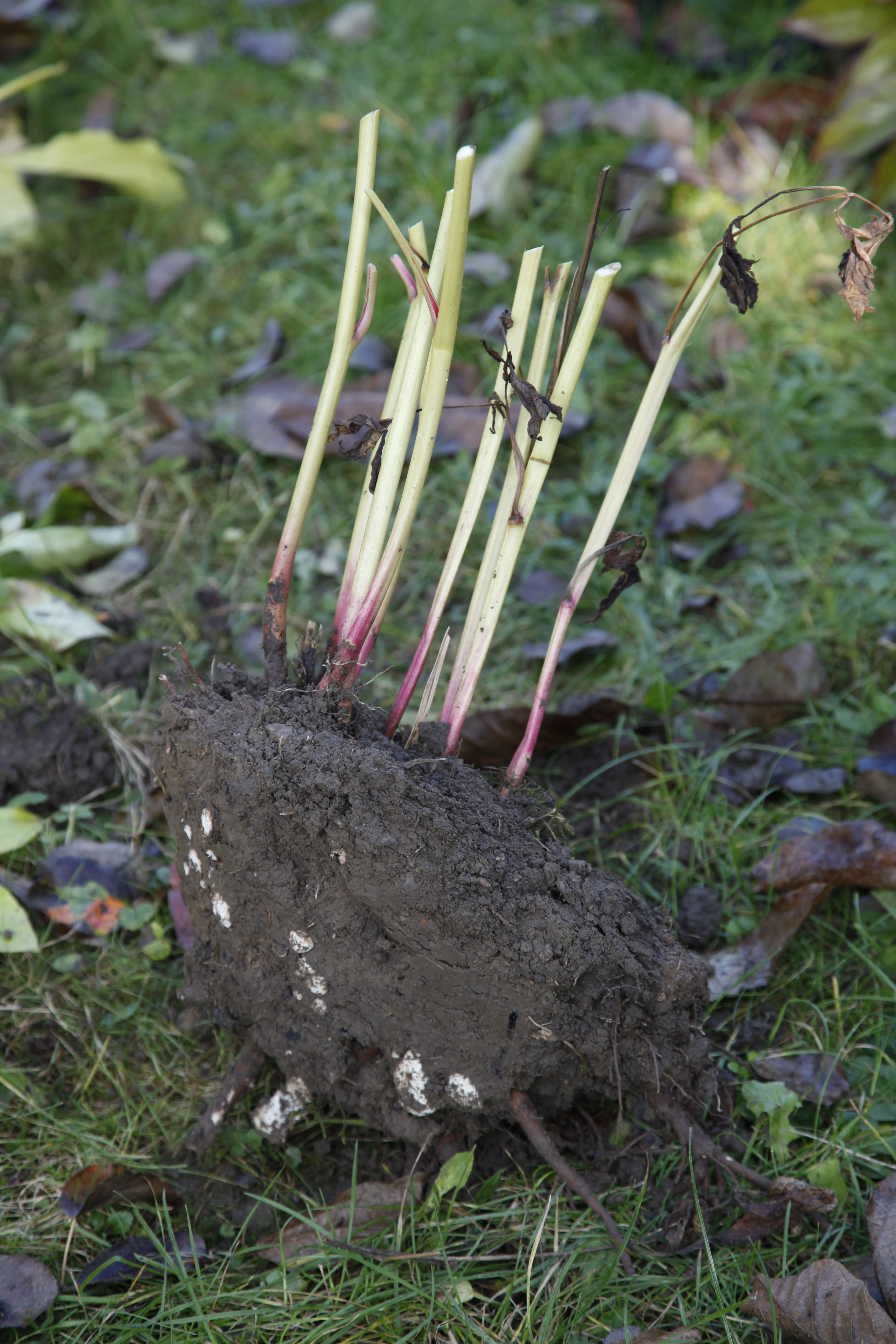 Geschnittene Pfingstrose im Garten.