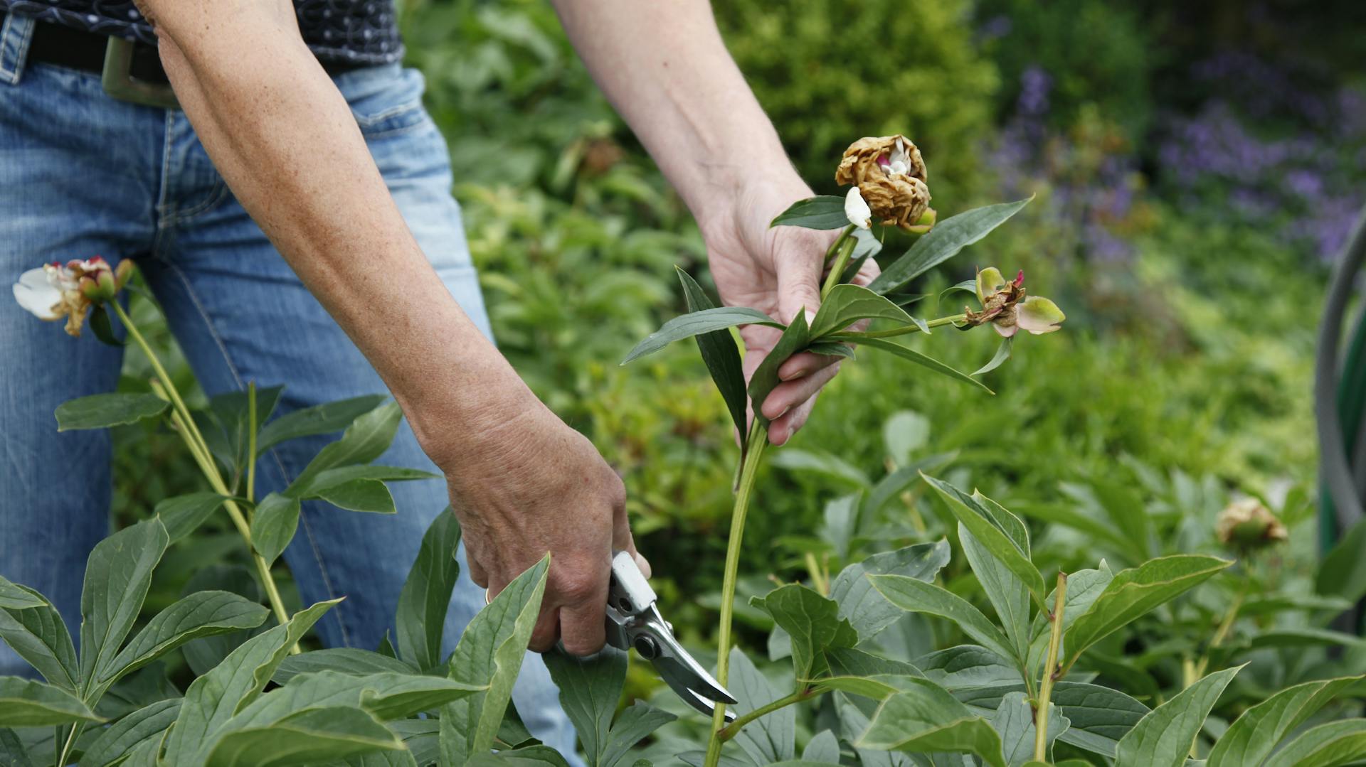Jemand nimmt den Sommerschnitt an Pfingstrosen vor