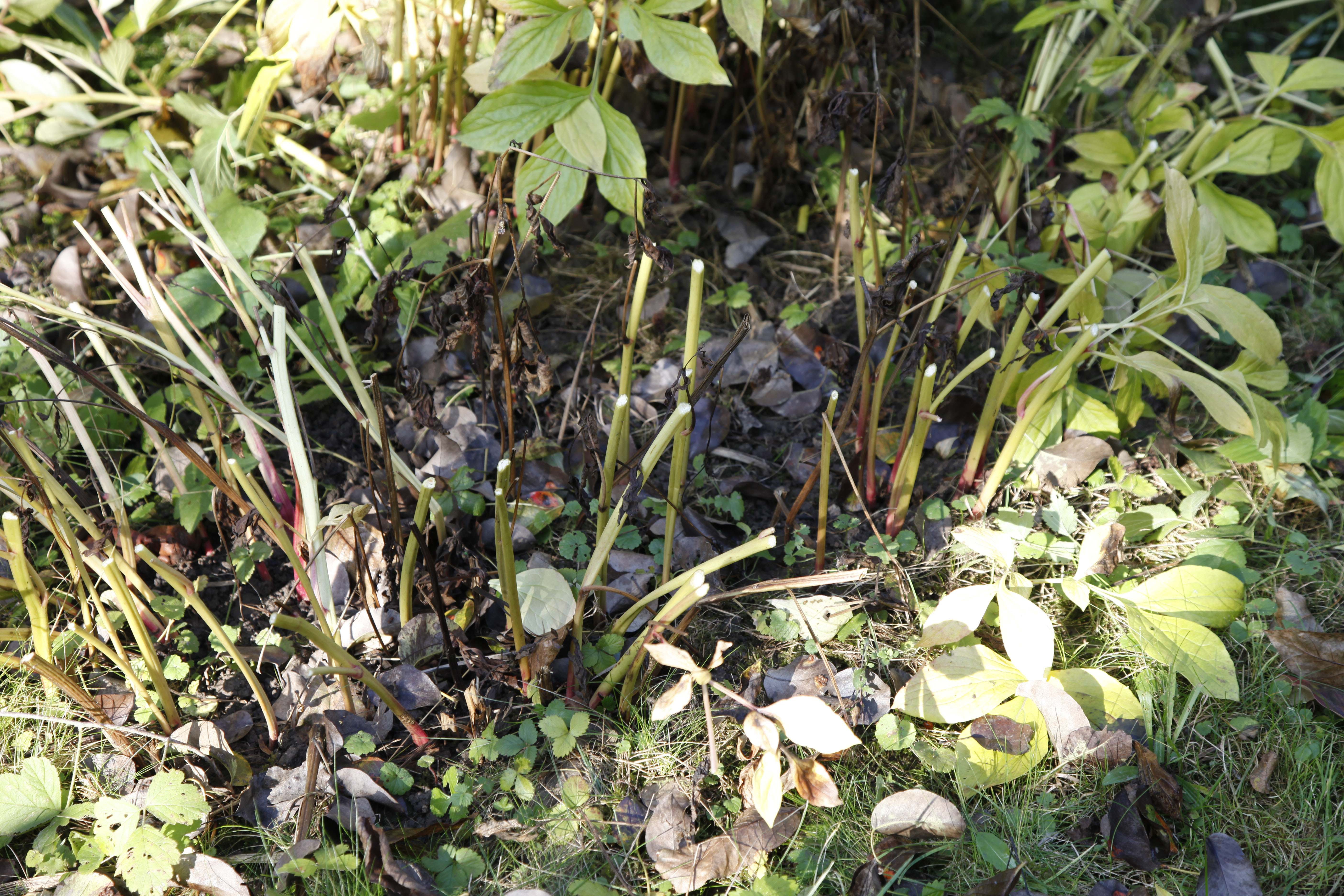 Pfingstrosen schneiden Ratgeber und Anleitung OBI