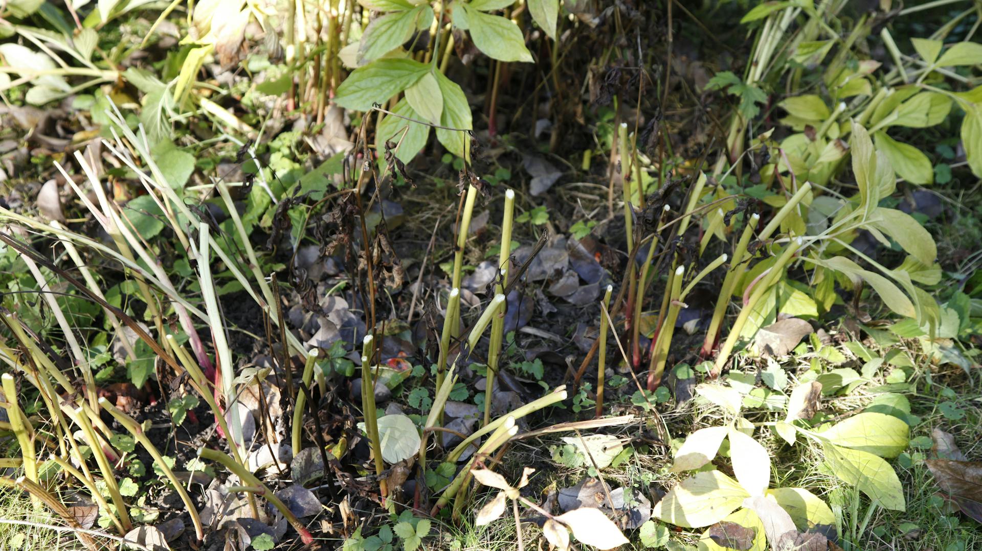 Intersektionelle Hybriden der Pfingstrose nach dem Schnitt