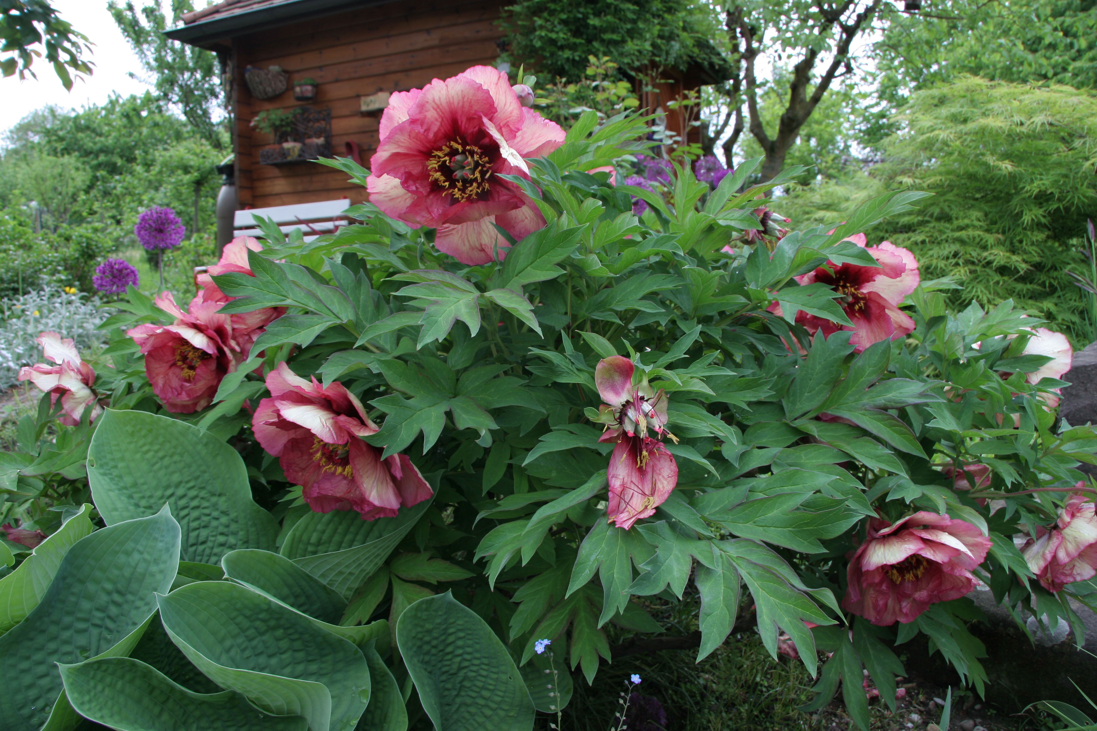 Pfingstrosen schneiden Ratgeber und Anleitung OBI
