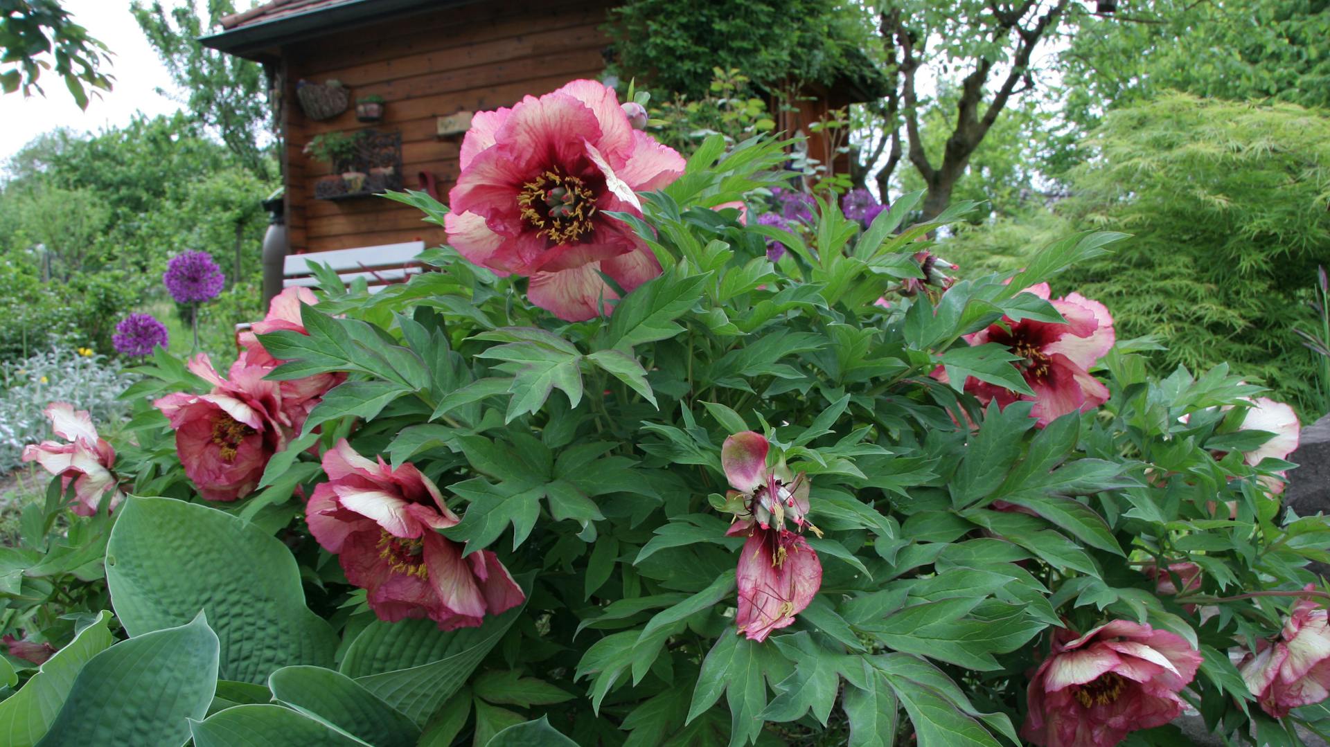 Blühende Pfingstrosen