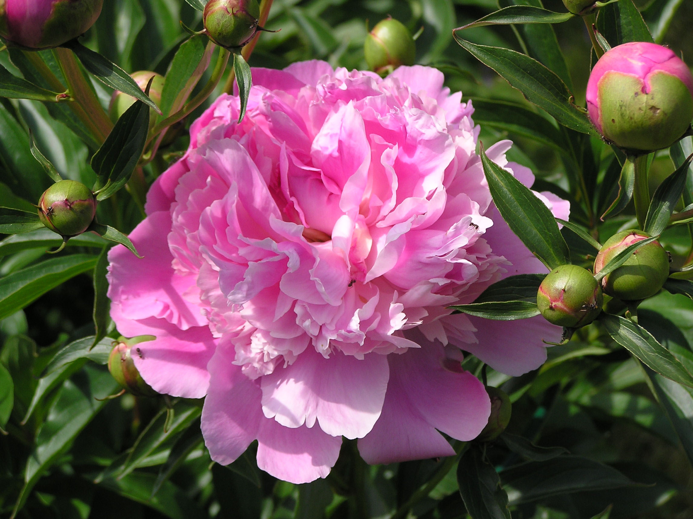 Pfingstrosen teilen Rategeber und Anleitung OBI