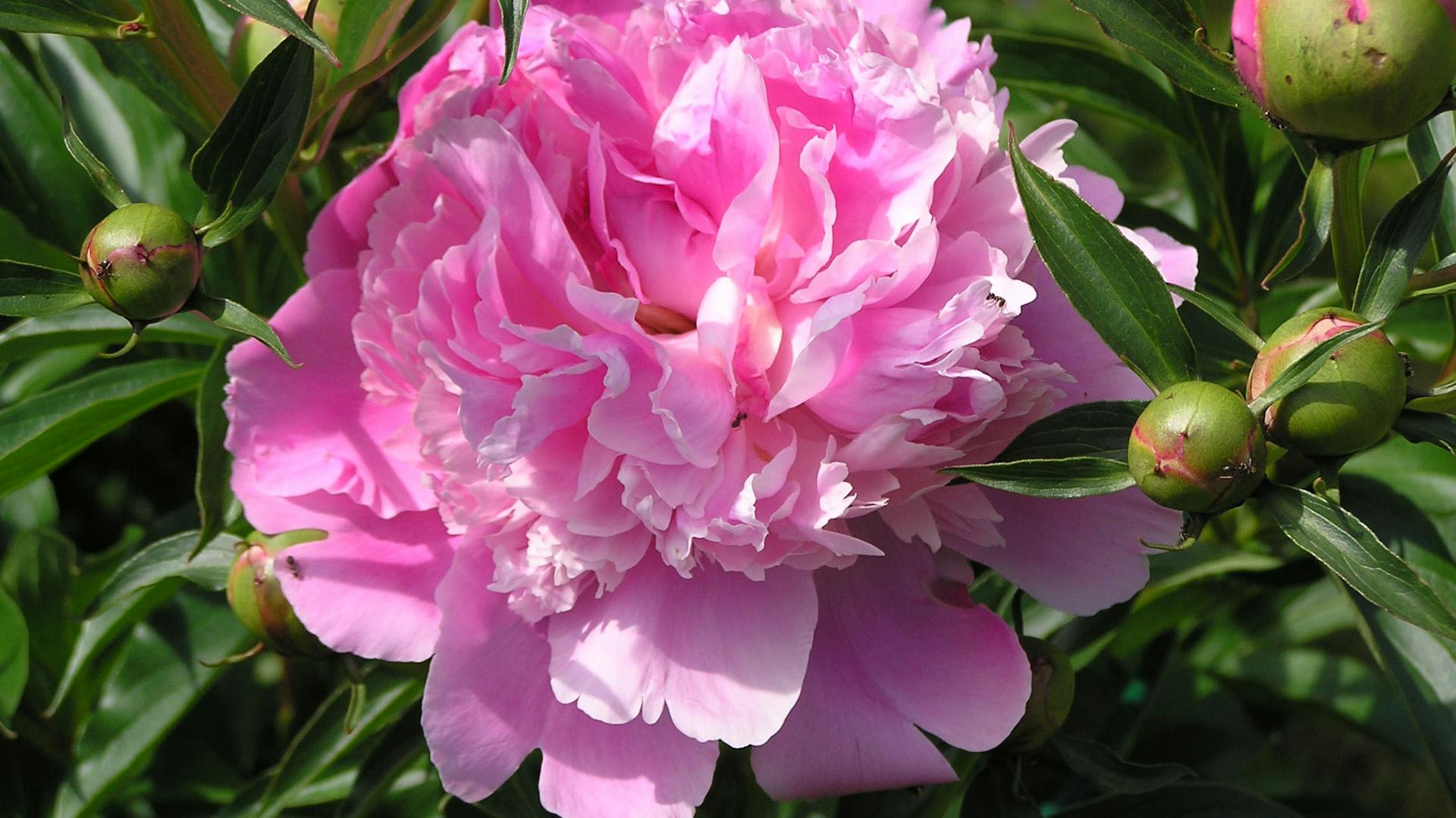 Pink blühende Pfingstrose