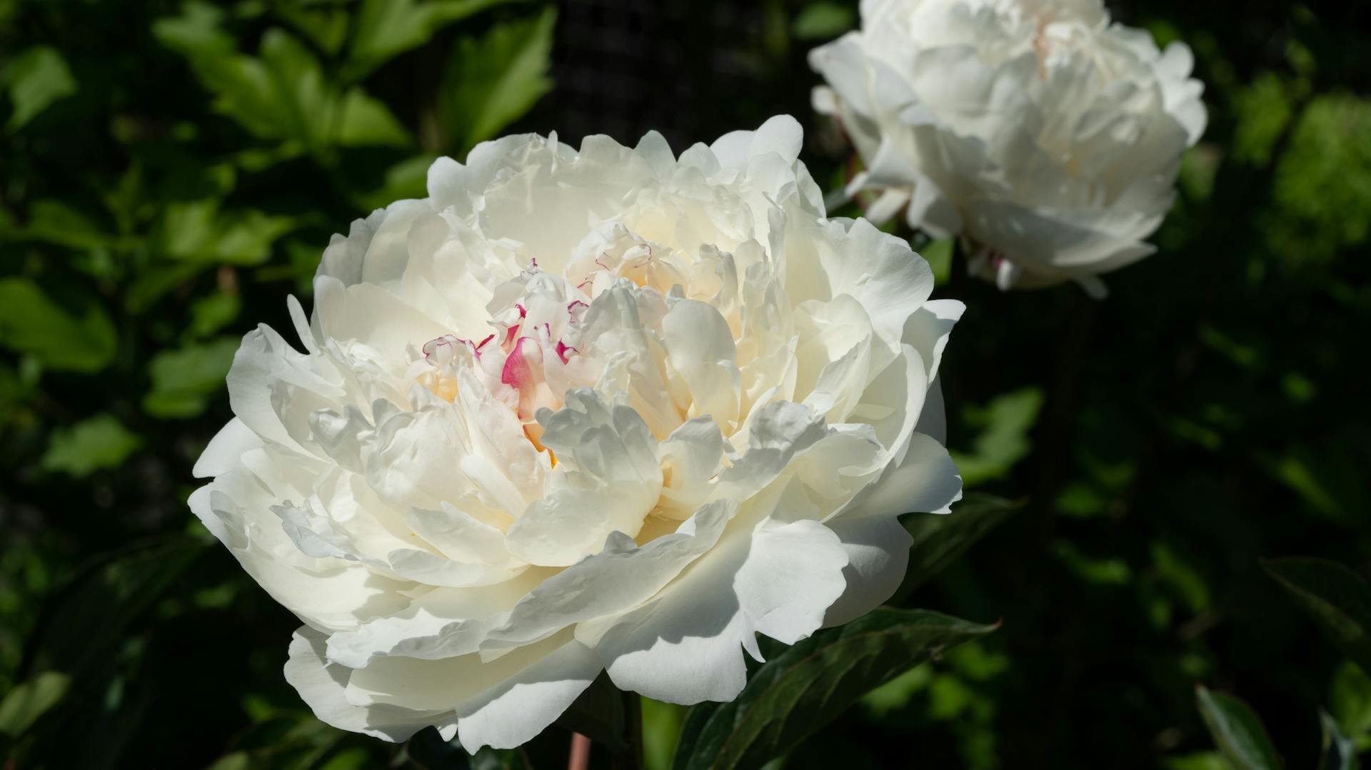Pfingstrose „Paeonia lactiflora“