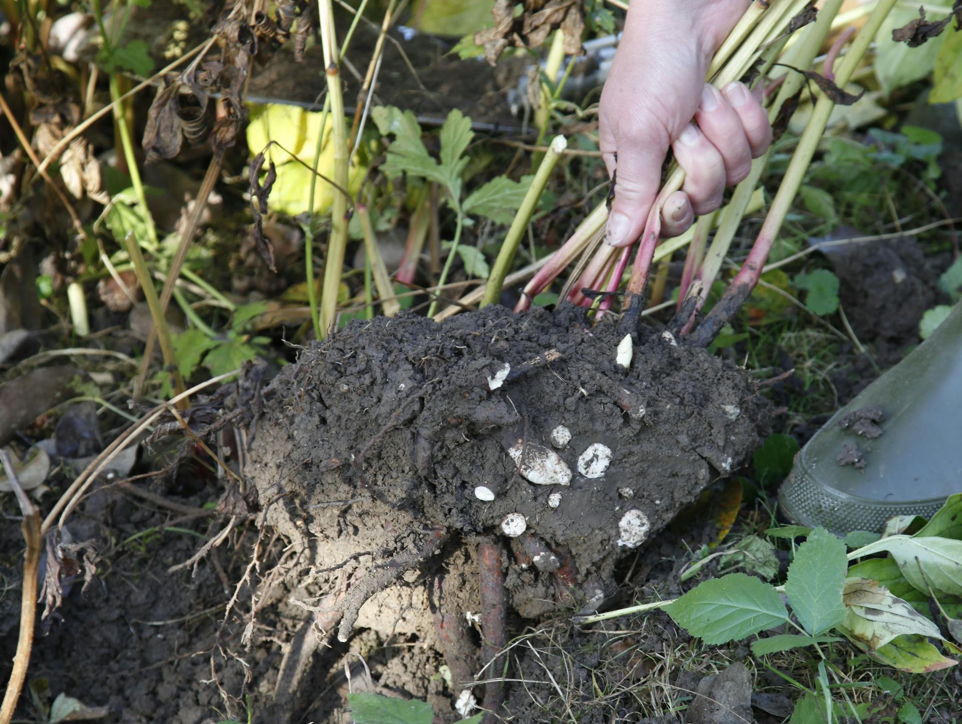 Person zieht Wurzelballen der Pfingstrose aus der Erde