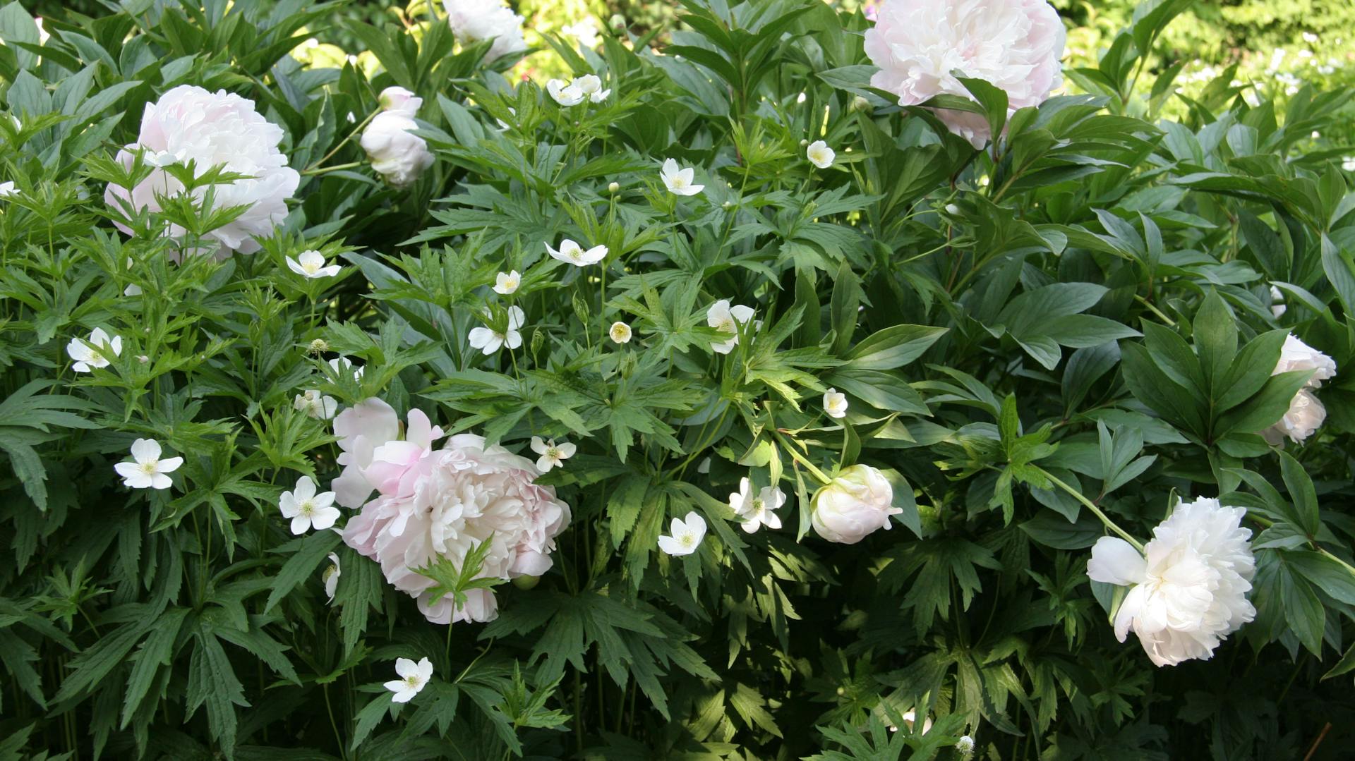 Blühende Pfingstrosen