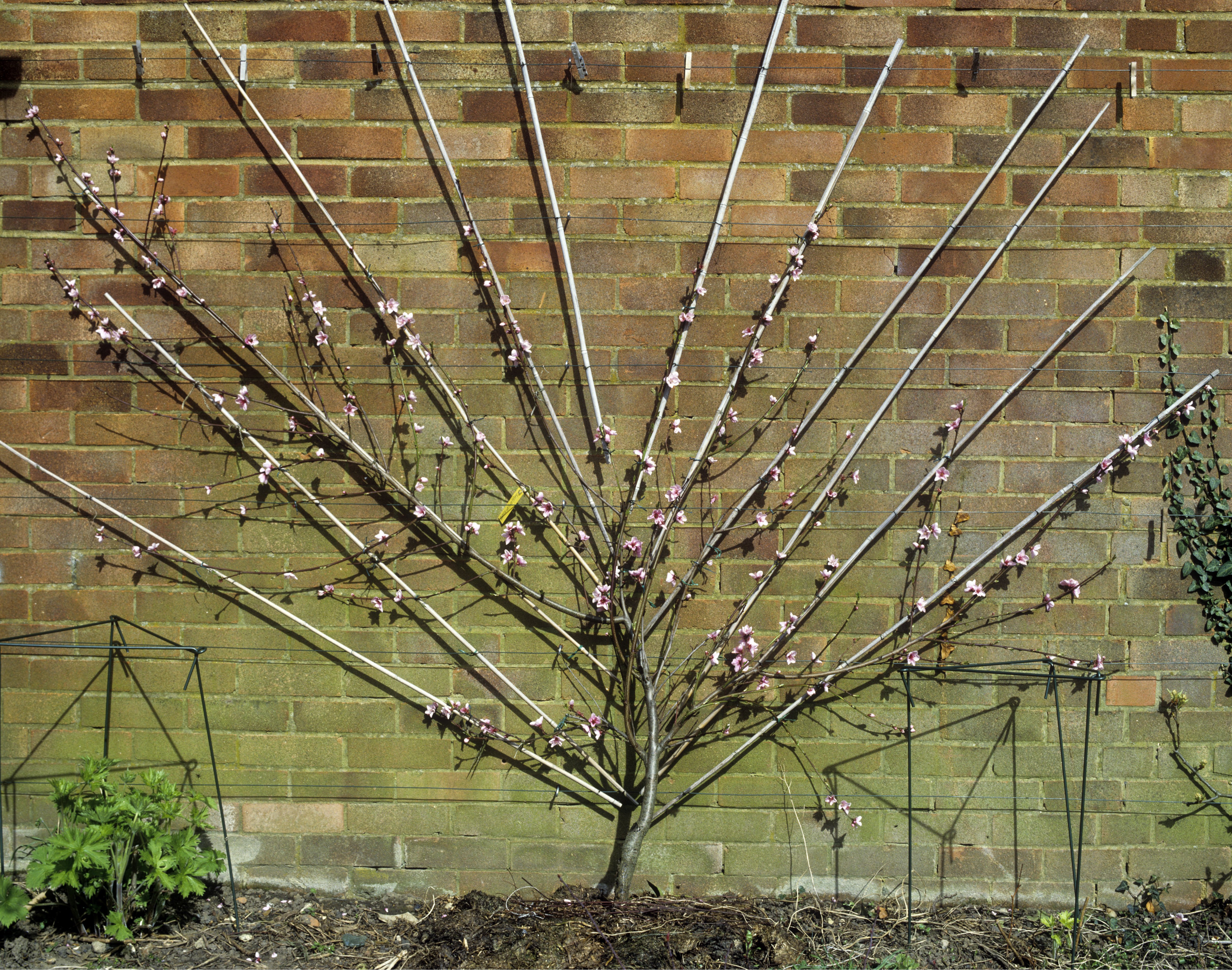 Pfirsichbaum schneiden für eine reiche Ernte OBI