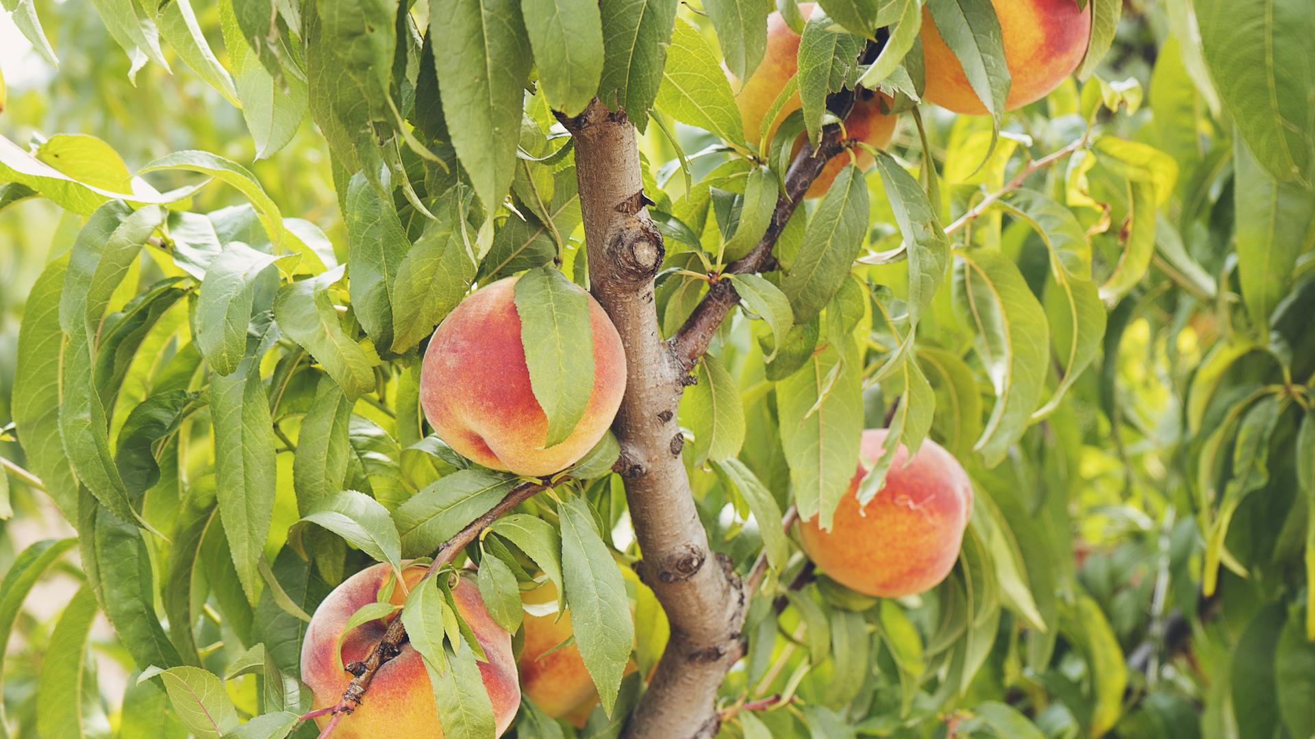 Reife Pfirsiche hängen an einem Baum.