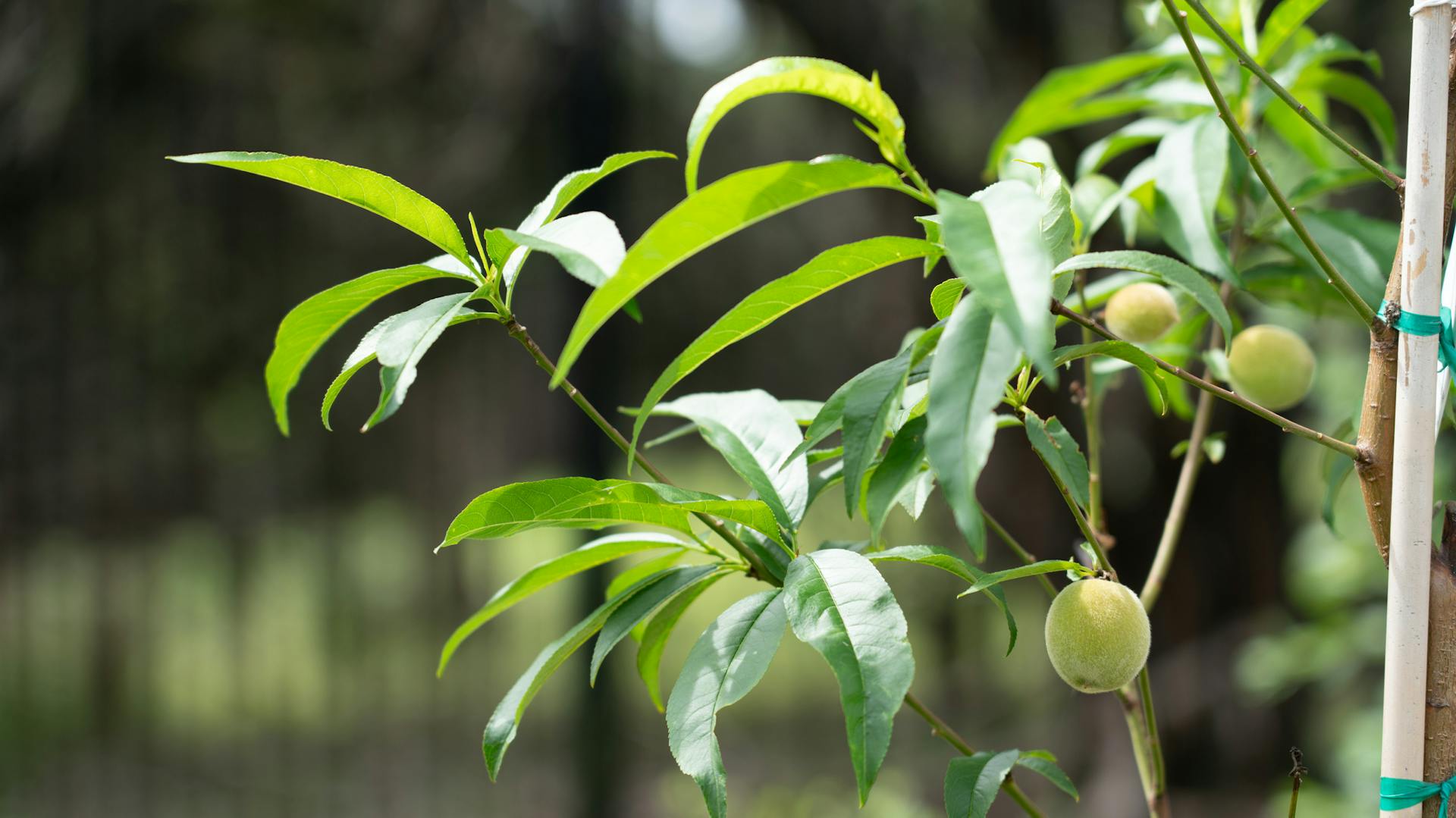 Einem Pfirsichbaum mit kleinen Pfirsichen wird mit einem Pflanzpfahl Halt gegeben.