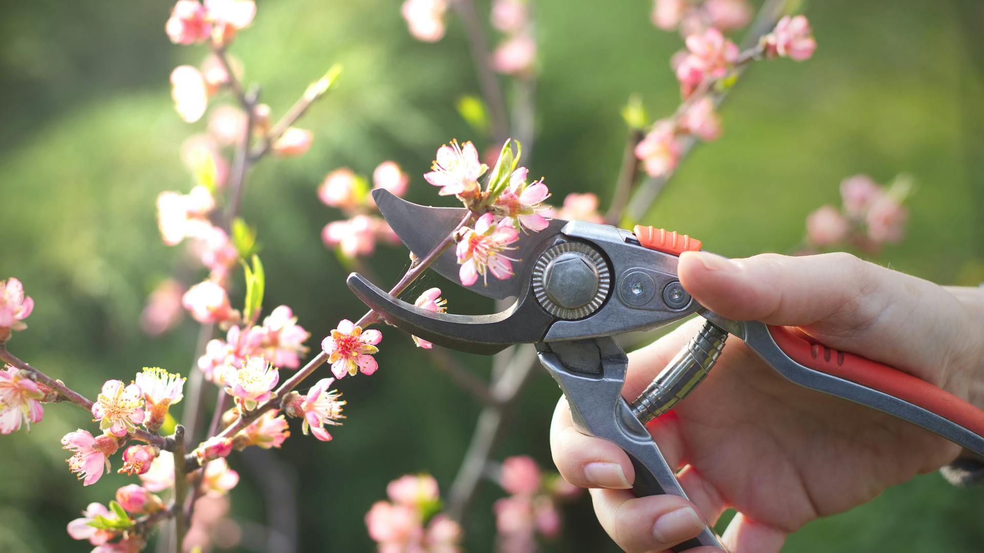 Jemand schneidet einen Ast des Pfirsichbaums mit einer Gartenschere ab.