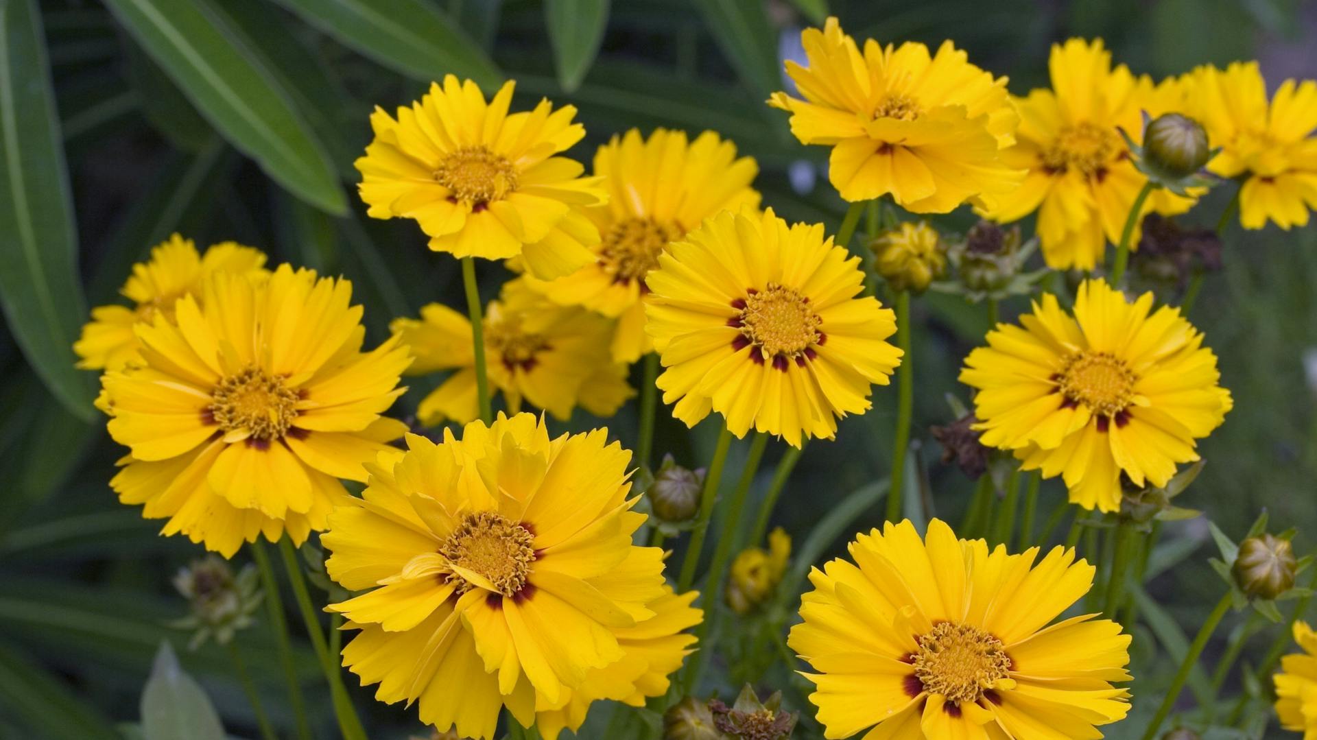 Blühendes Mädchenauge