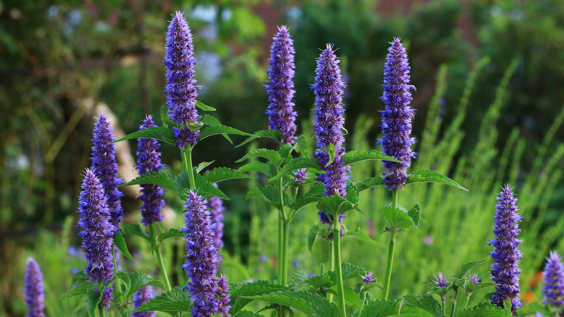 Blühende Duftnessel