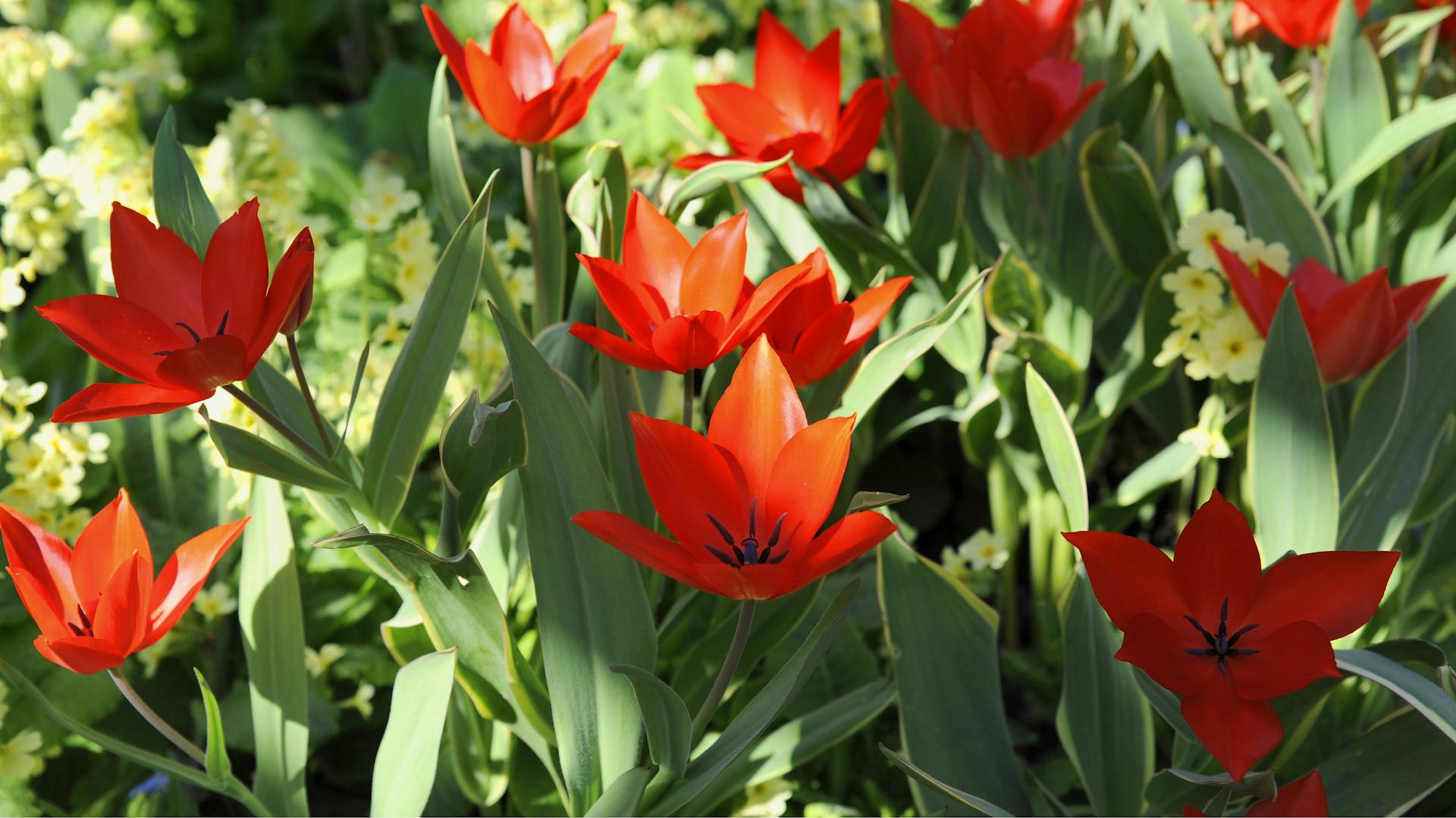 Tulpe „Tulipa praestans“