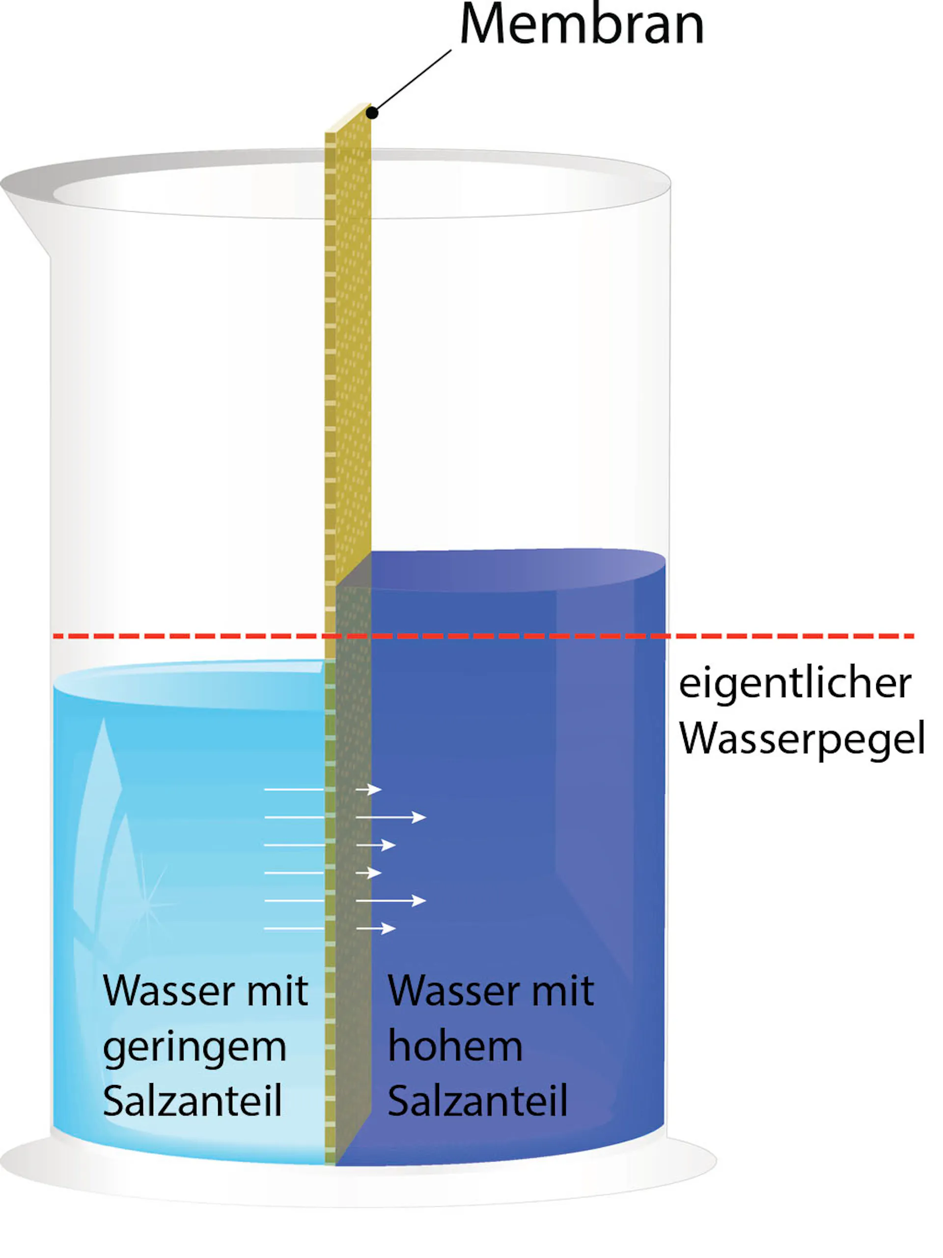 Illustration der Osmose