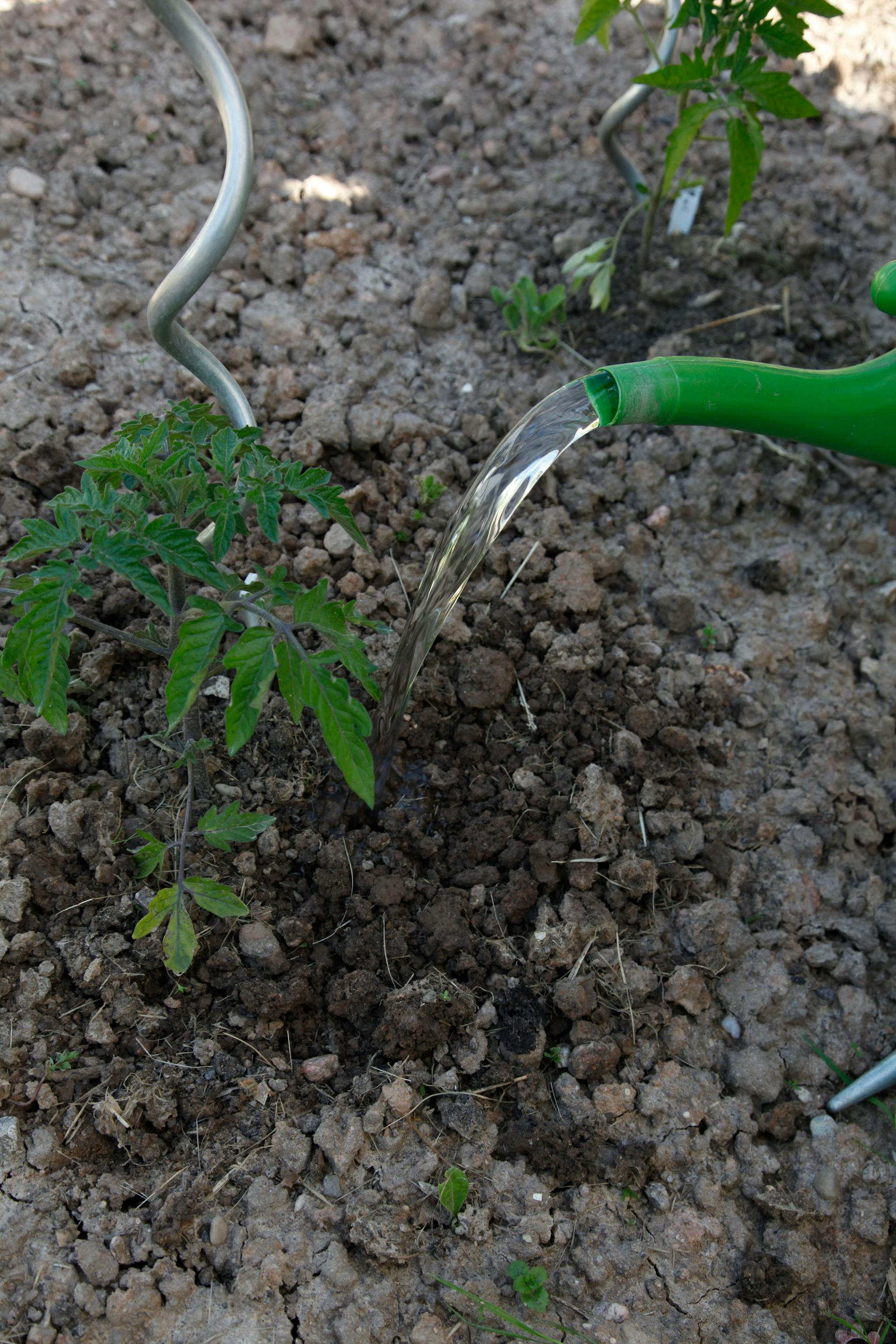 Una persona innaffia giovani piante di pomodoro.