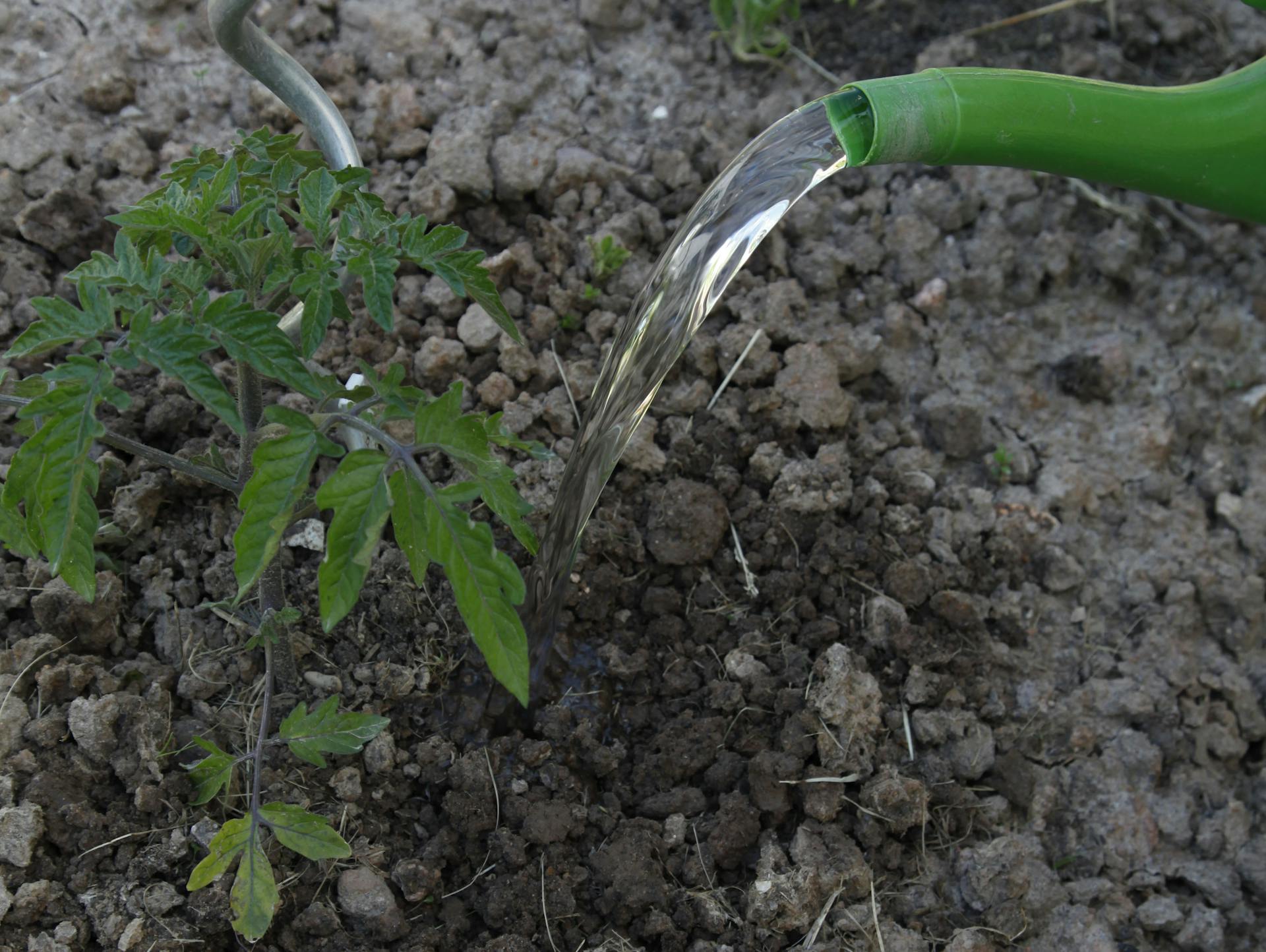 Egy ember paradicsompalántákat öntöz.