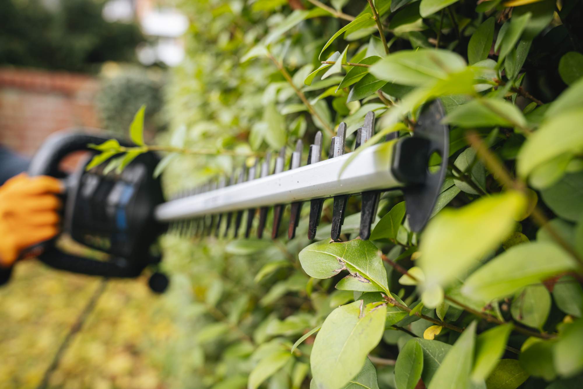 Potare la siepe con il tagliasiepi