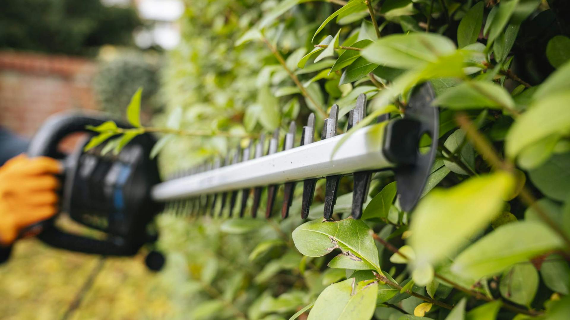 Hecke mit Heckenschere schneiden