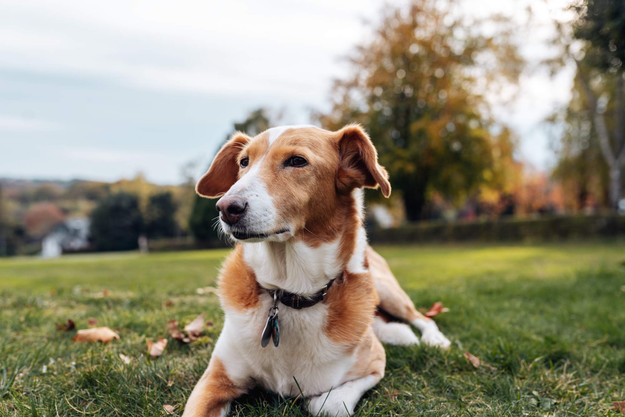 Cane sdraiato su prato autunnale