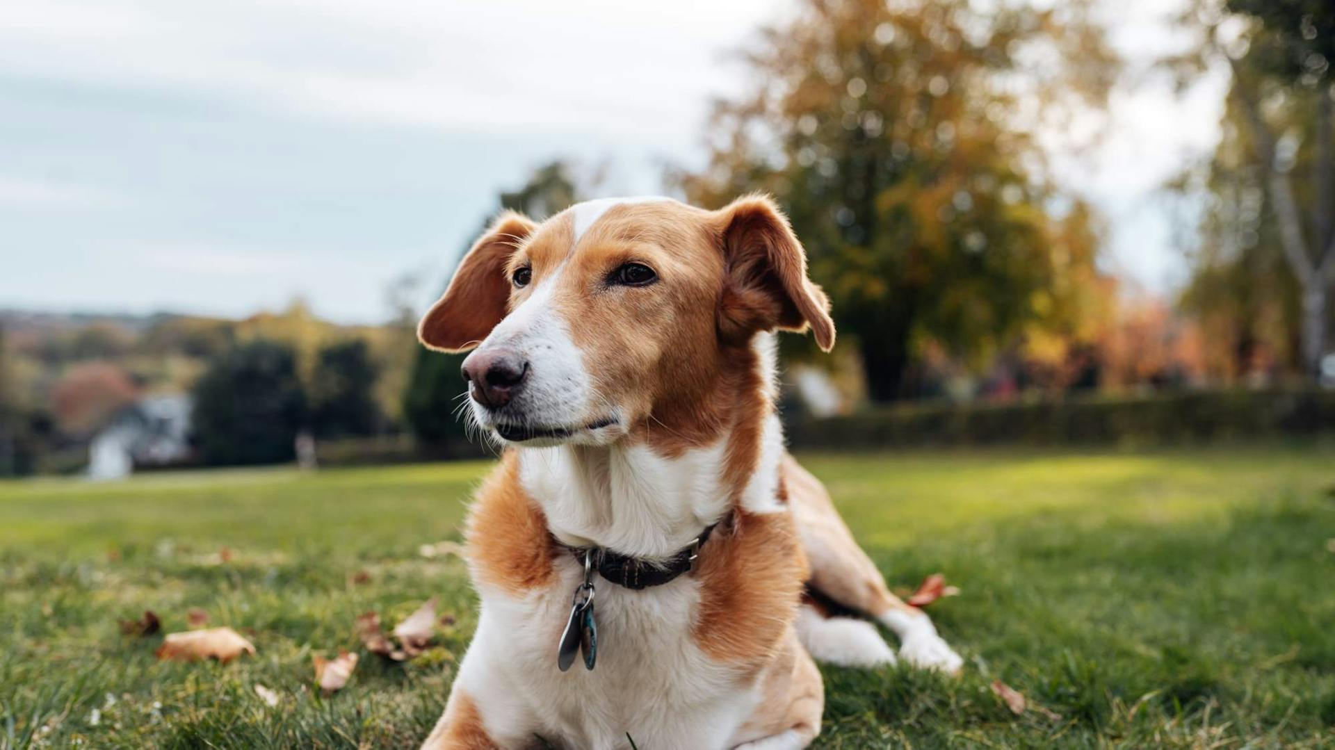 Hund liegt auf Herbstrasen