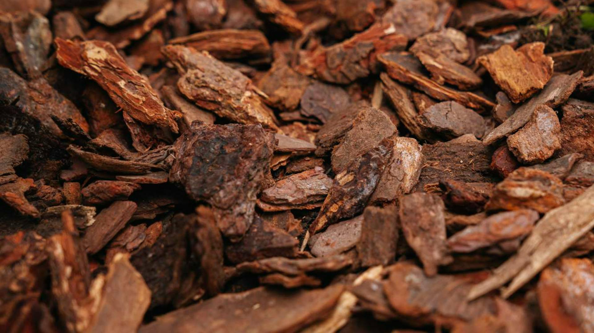 Primo piano del pacciame di corteccia.