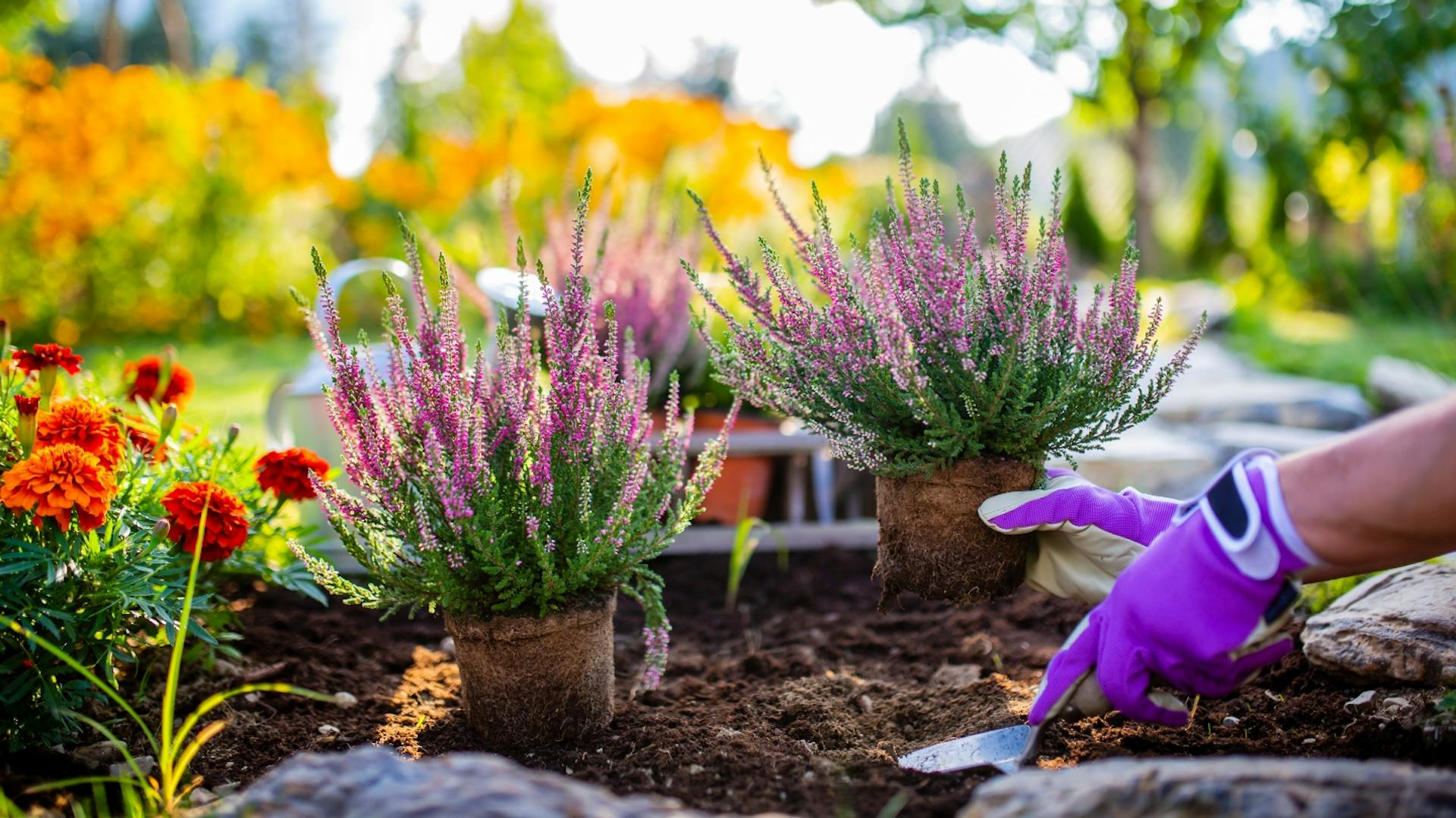 Person pflanzt lilafarbene Heide in ein Beet.
