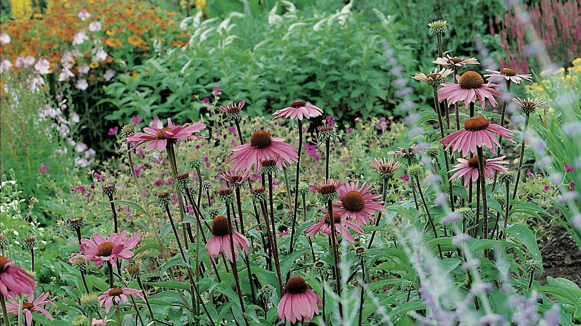 Staudenbeet im Herbst