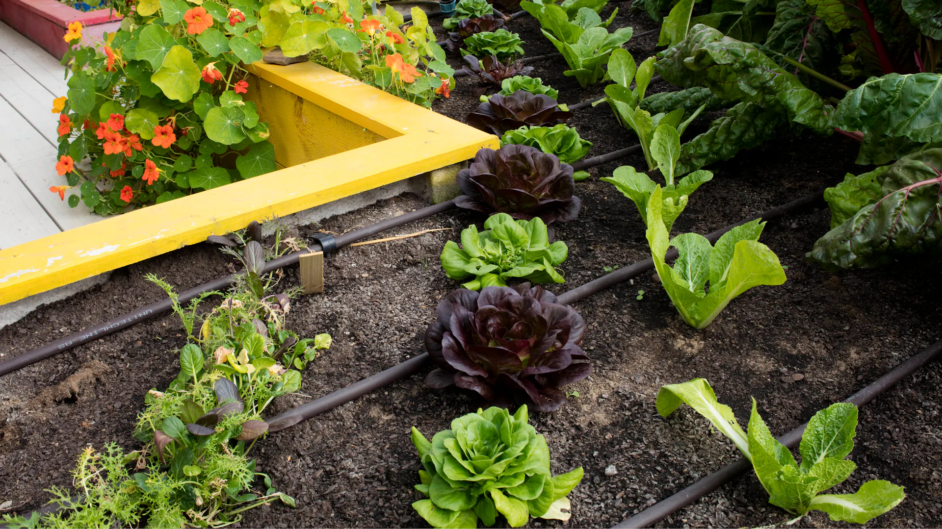 Rostliny zavlažované pomocí kapkové závlahy na zeleninovém záhonu