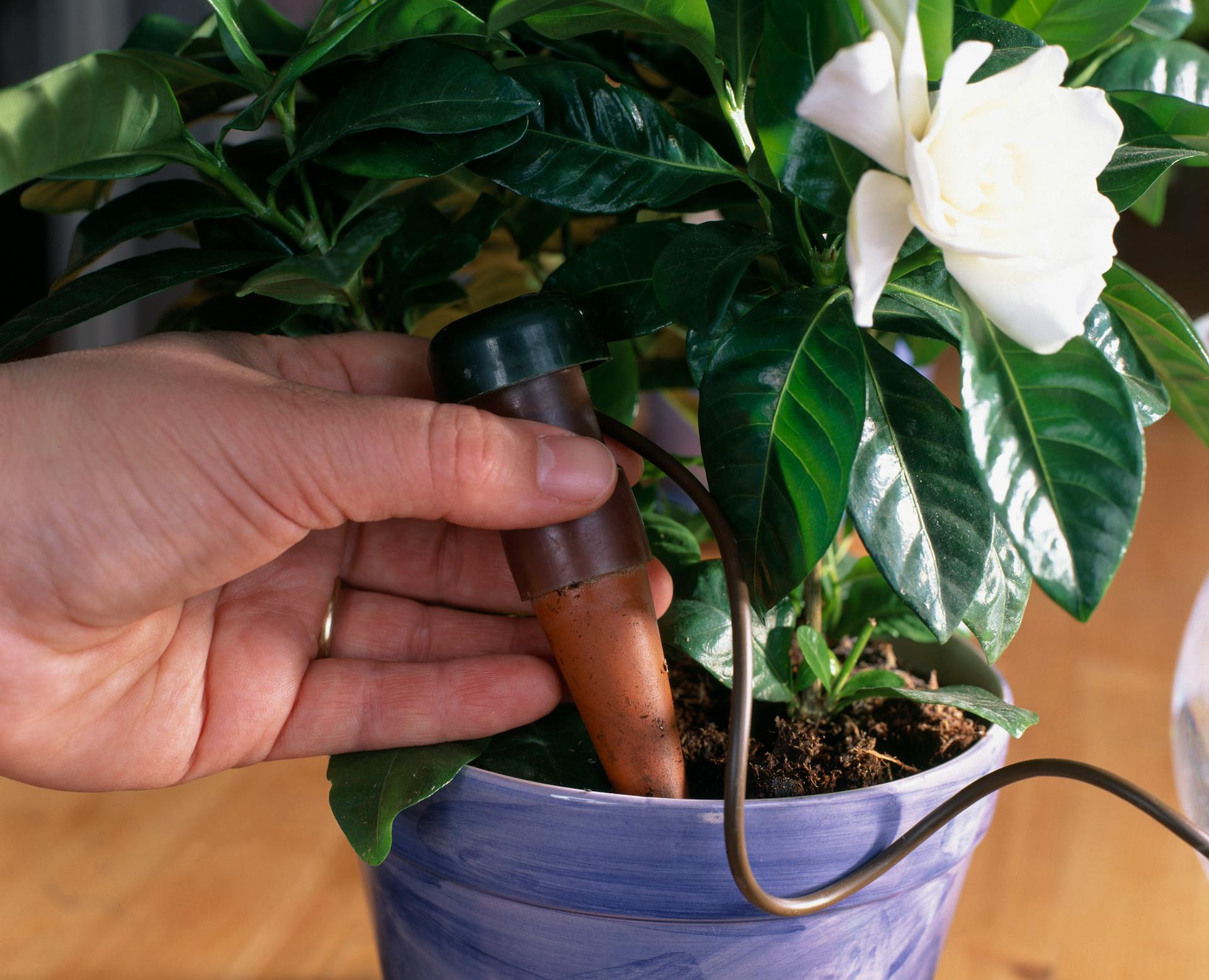 Egy ember agyagkúpot helyez el egy virágcserépben.