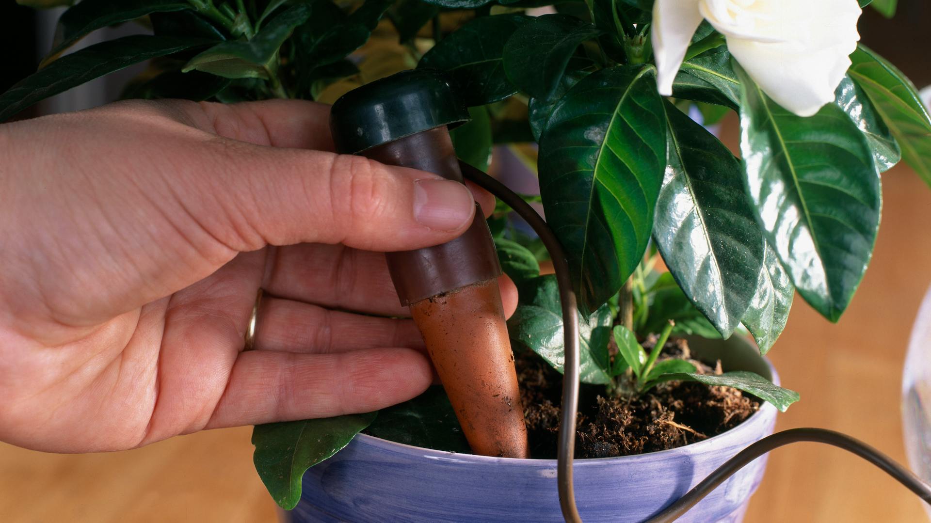 conodi terracotta in vaso