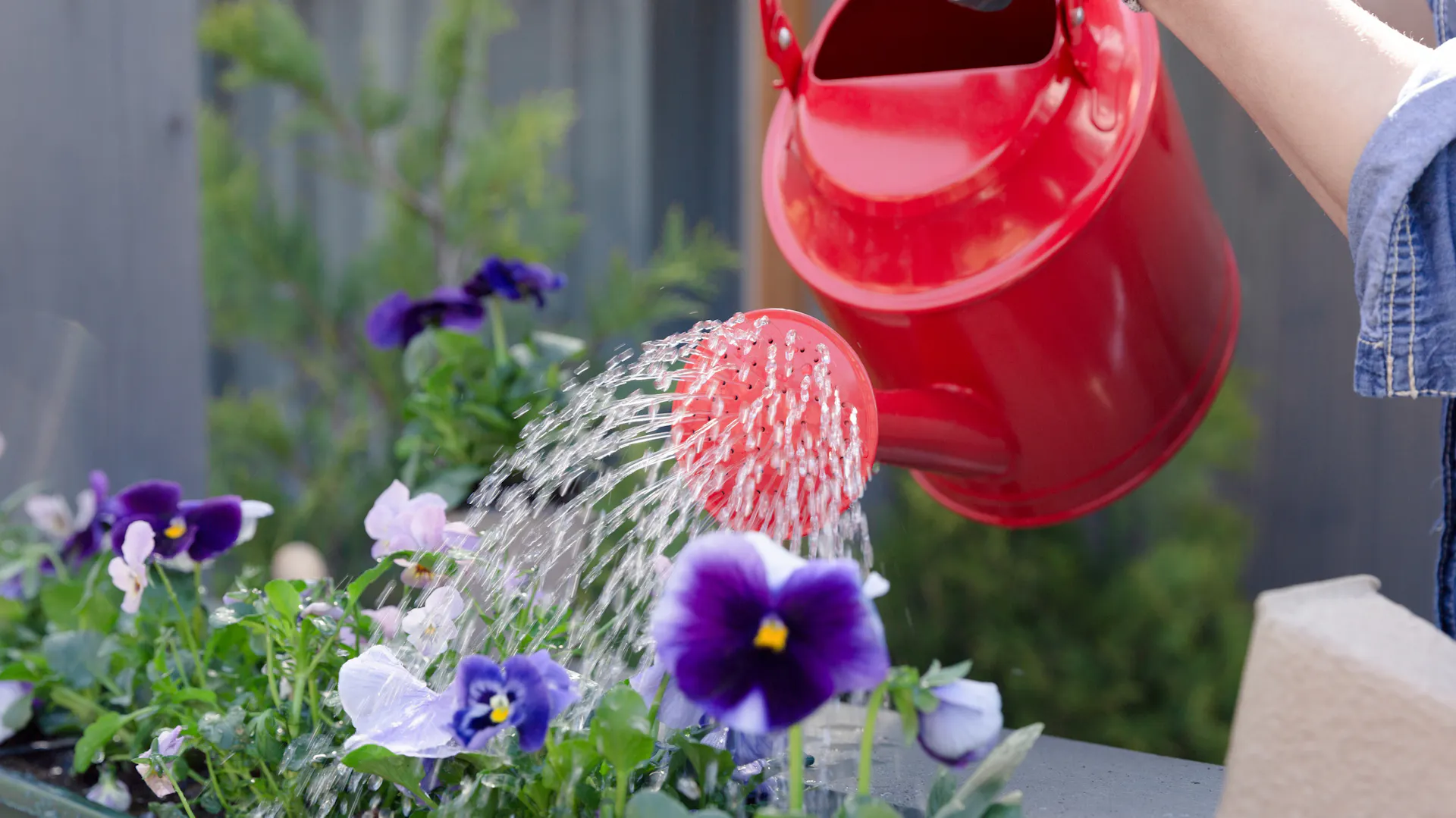 Zalévání rostlin červenou konví