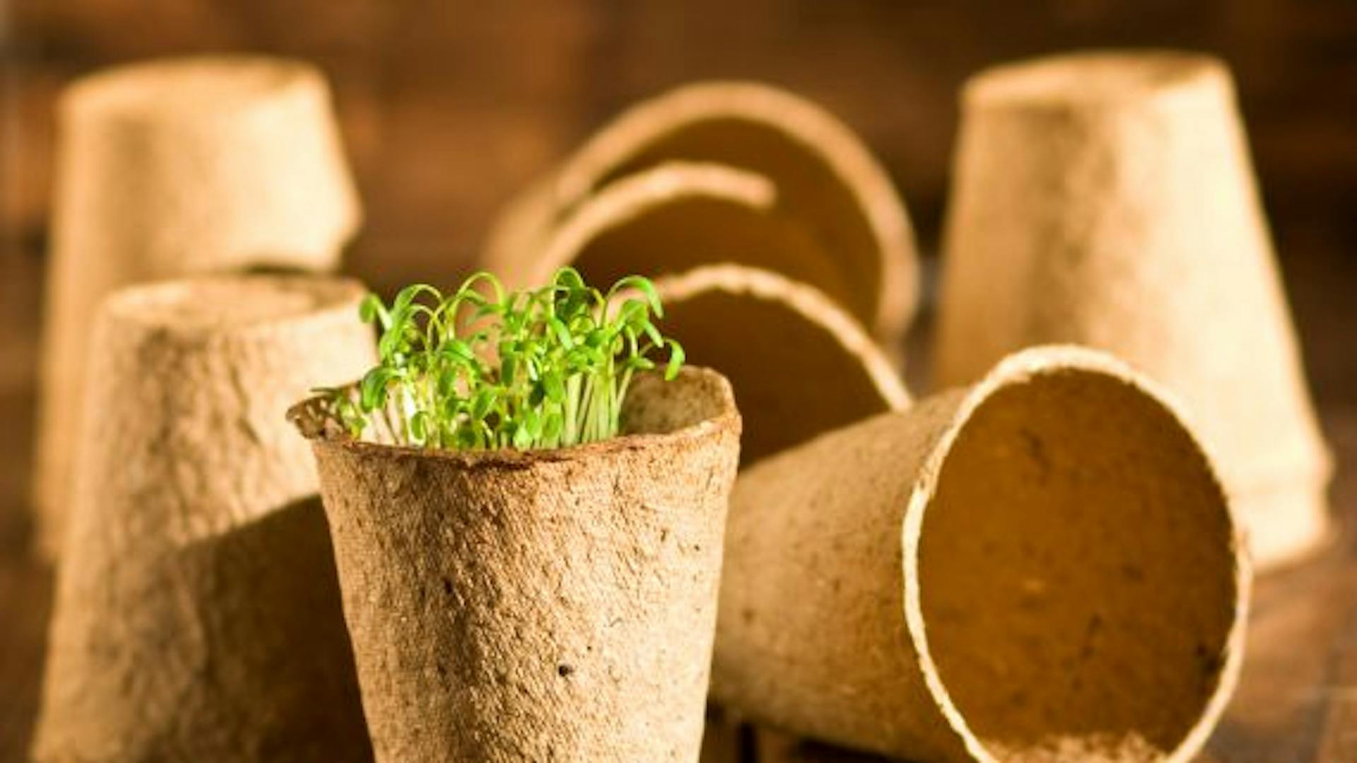 Anzuchttöpfe stehen auf Tisch, davon einer mit Pflänzchen und Erde befüllt