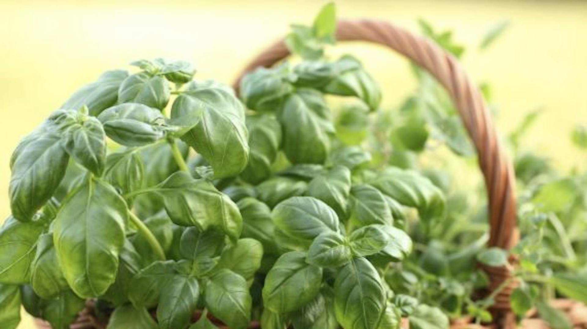 Basilikum in einem Korb