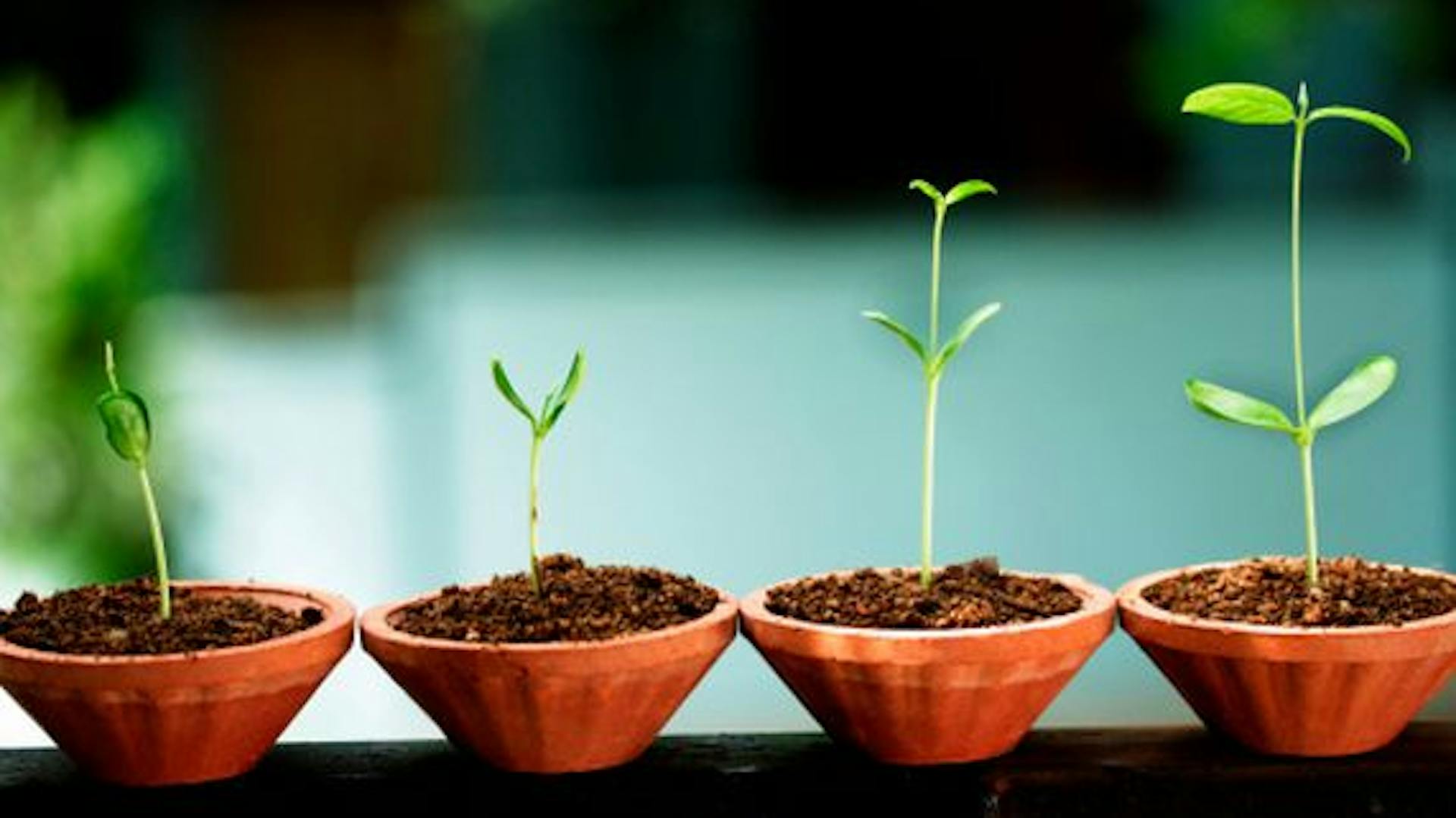 Pflänzchen in verschiedenen Größen in Anzuchtschalen auf Fensterbrett