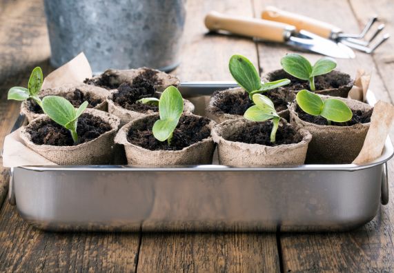 Pflanzen in Anzuchtstöpfen