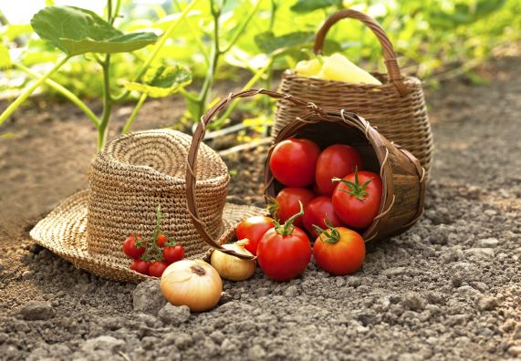 Korb mit Tomaten liegt seitlich auf Boden neben Strohhut und Zwiebel