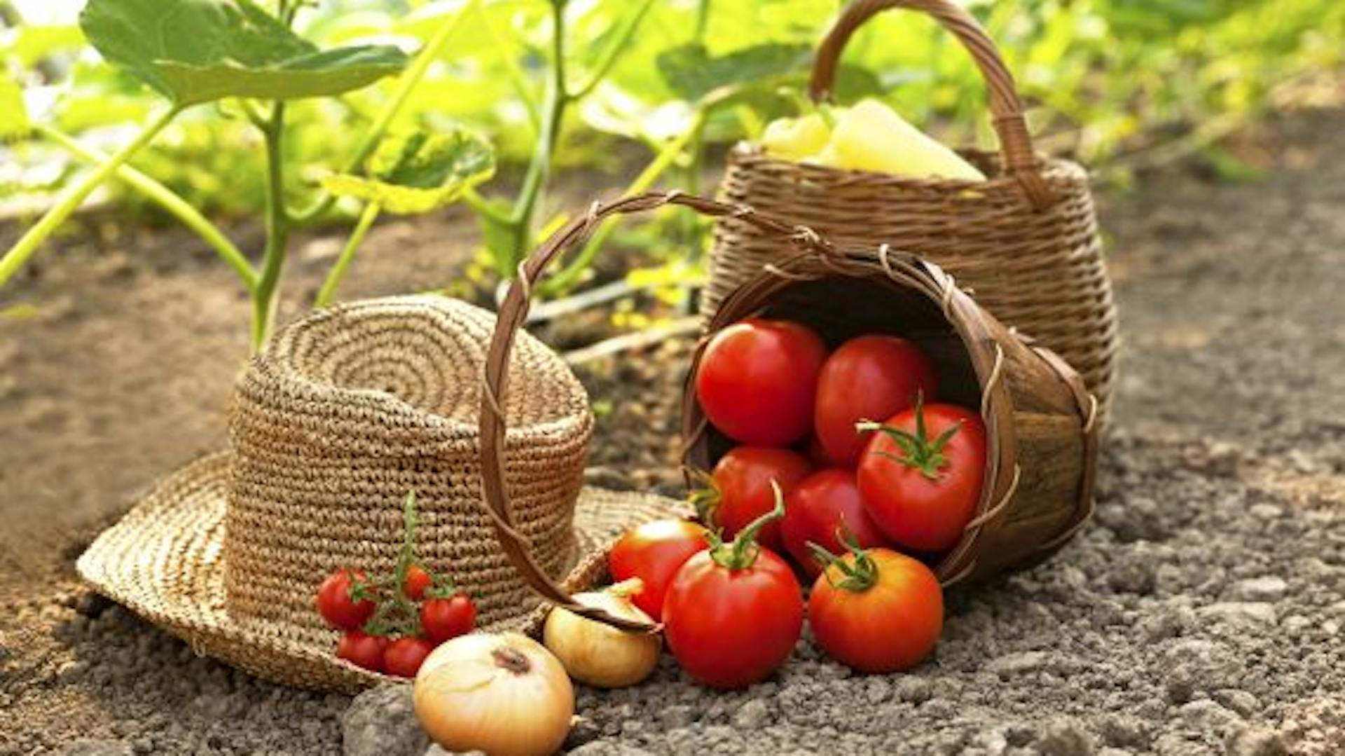 Korb mit Tomaten liegt seitlich auf Boden neben Strohhut und Zwiebel