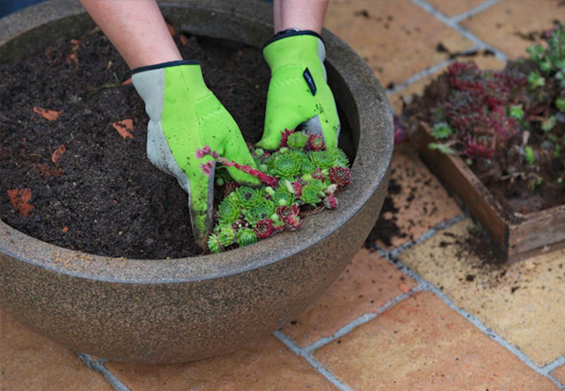 Valaki növényeket helyez egy dézsába.