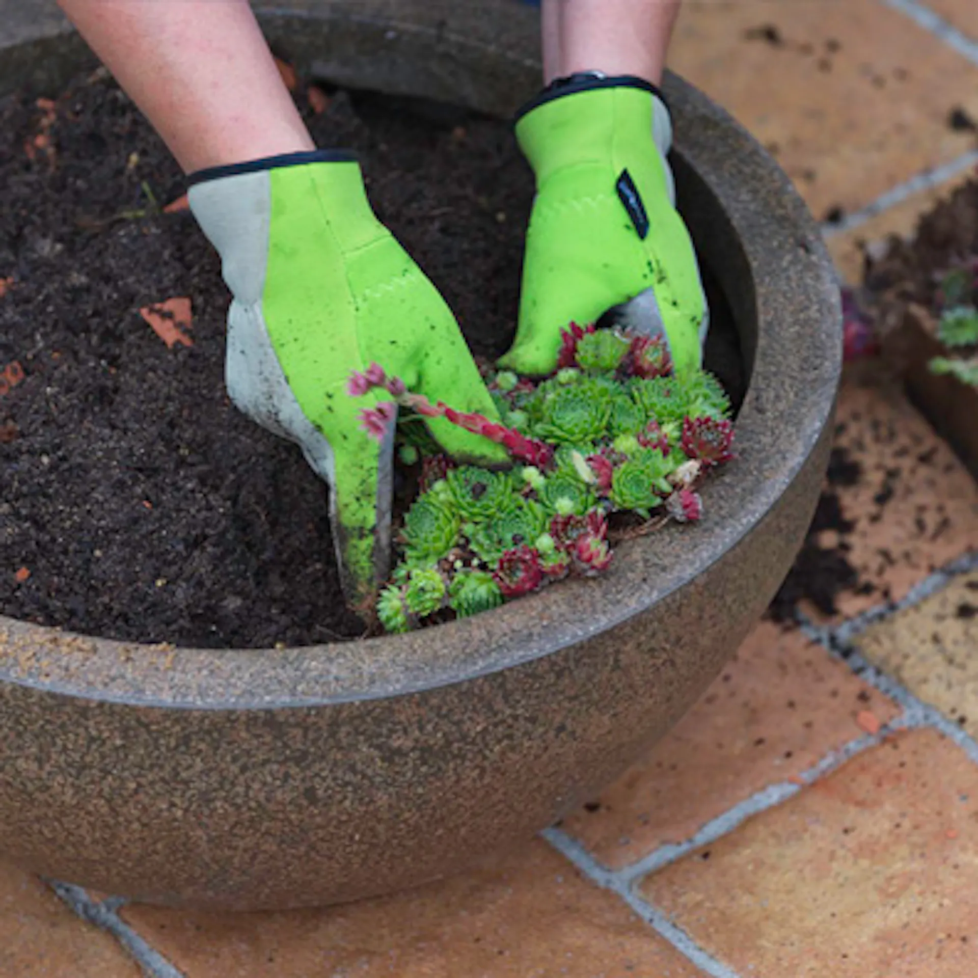 Le piante vengono sistemate in una fioriera.