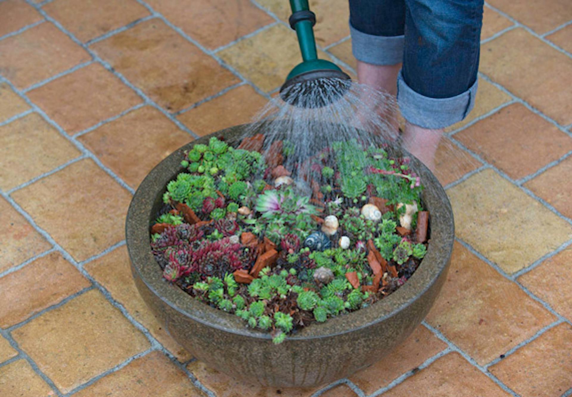 Valaki dézsába ültetett növényeket öntöz.