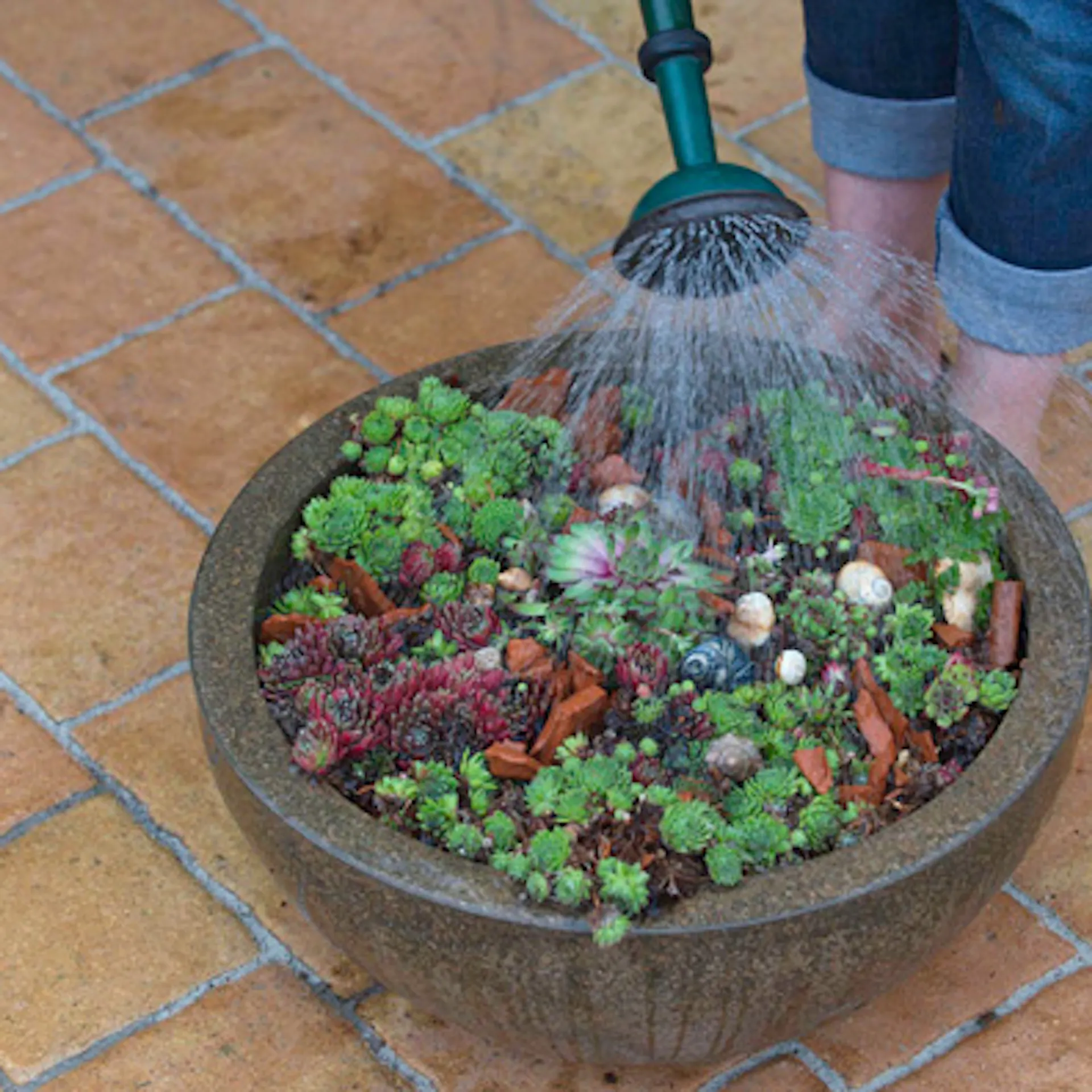 Le piante vengono innaffiate in una fioriera tramite l’annaffiatoio.