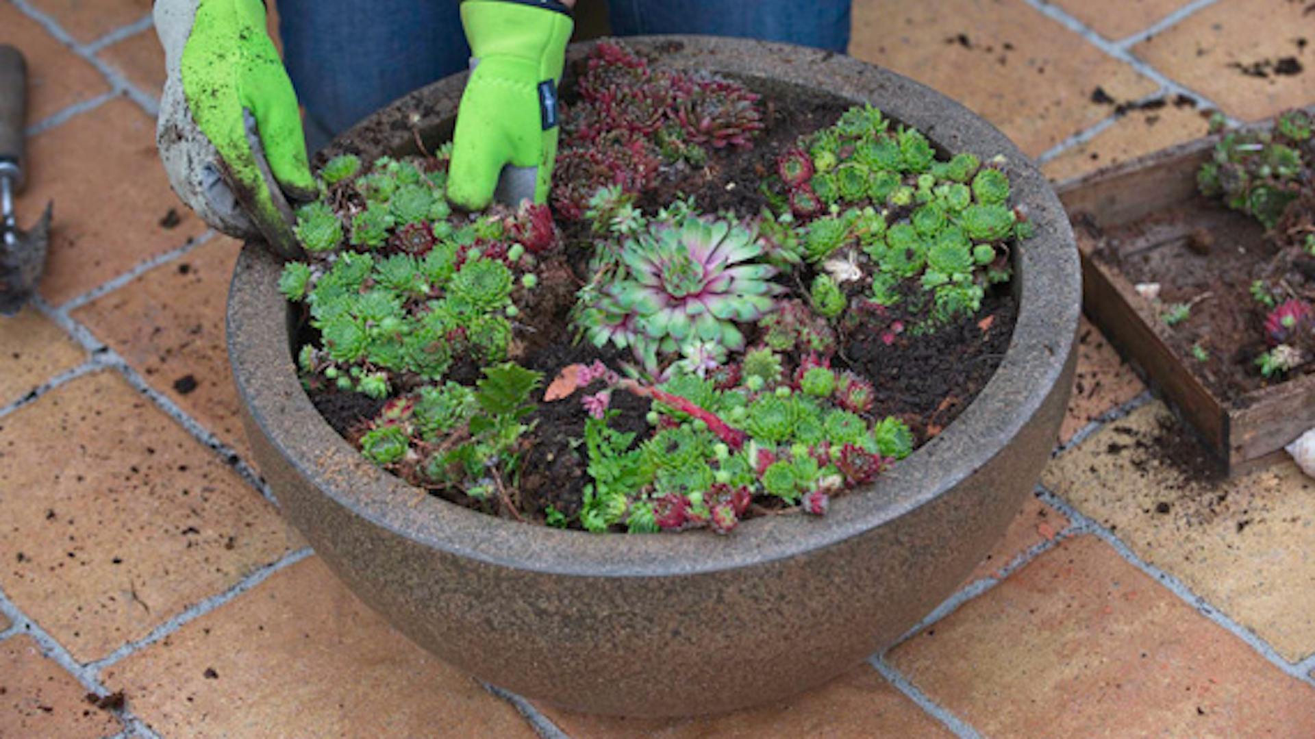 Sempervivum Tectorum pianta grassa da esterno