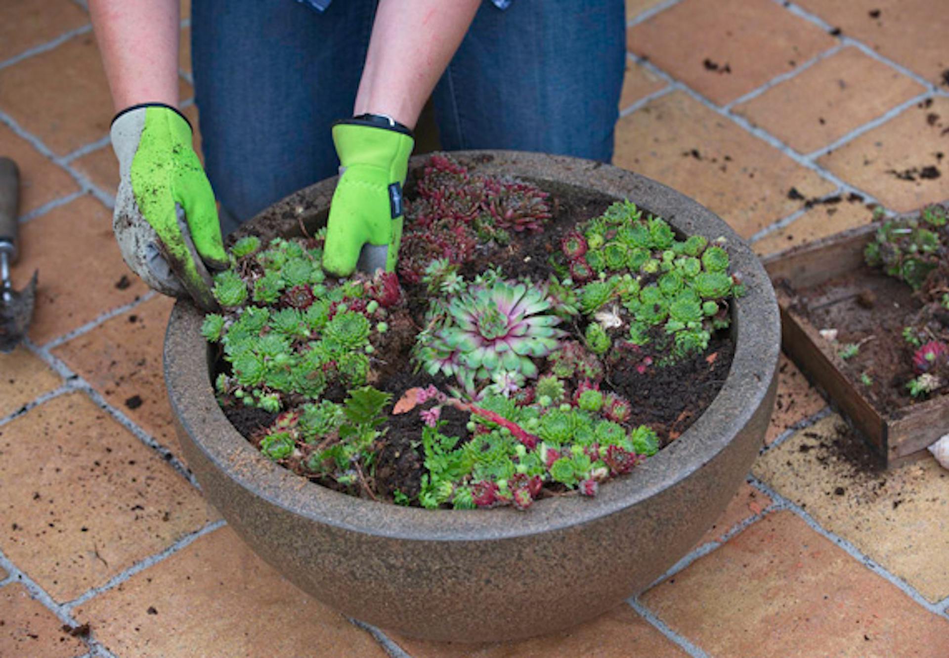Valaki növényeket helyez egy dézsába.