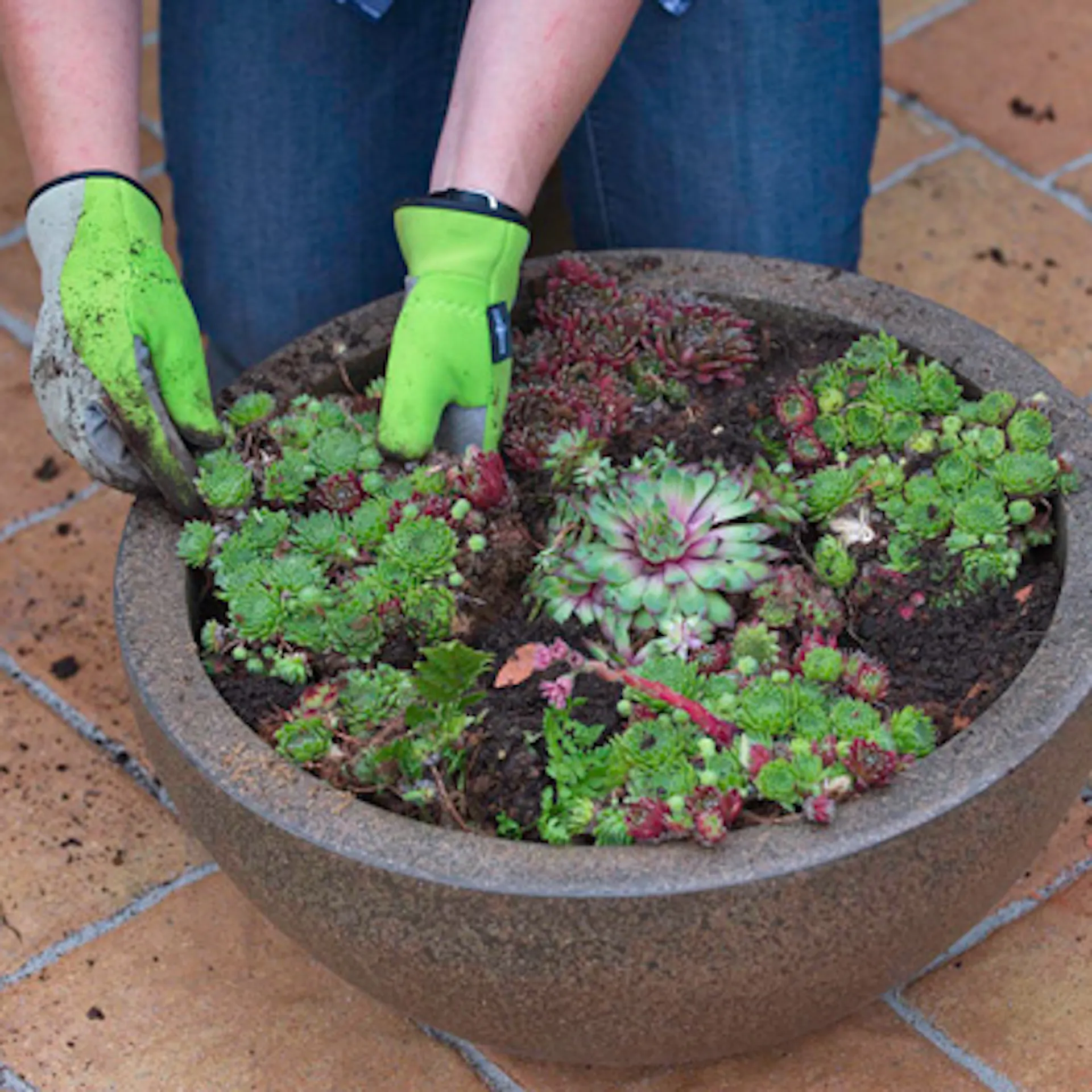 Le piante vengono sistemate in una fioriera.