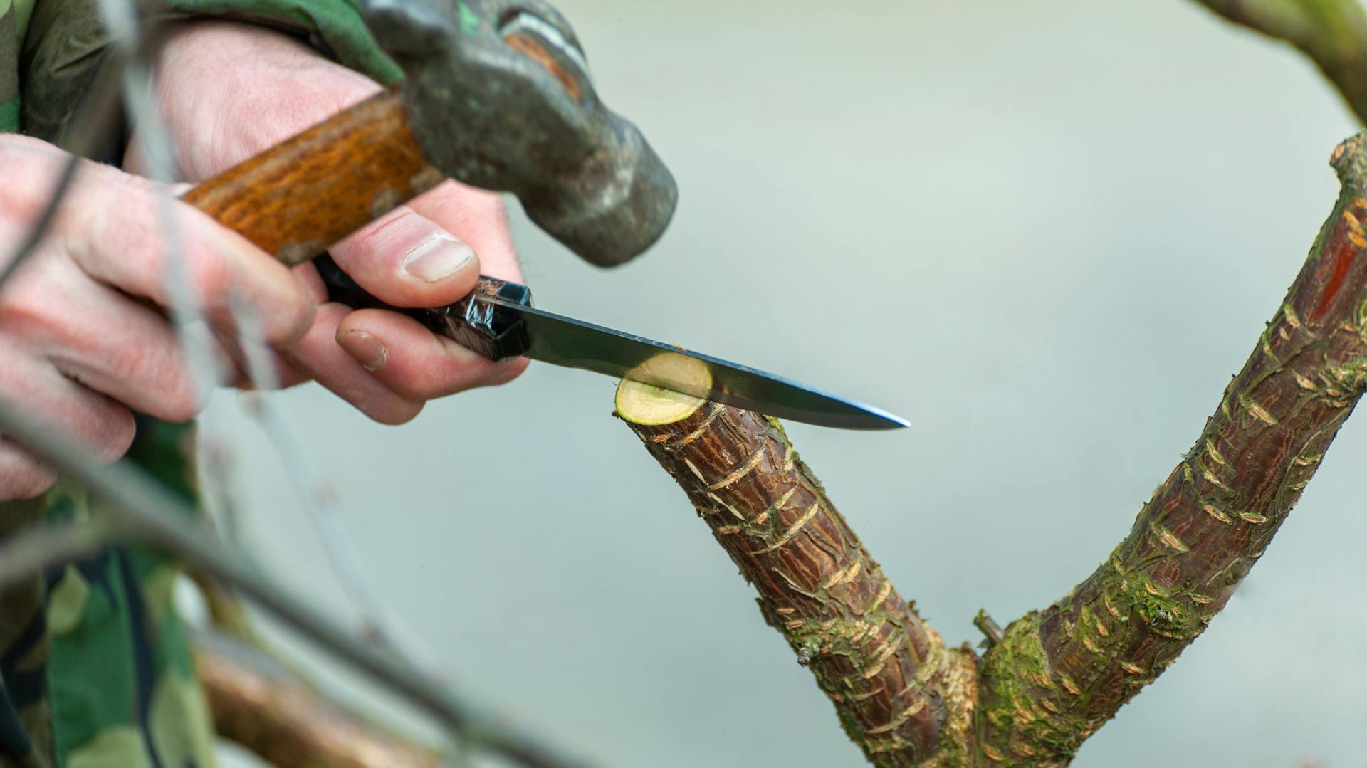 Jemand schneidet den Ast eines Obstbaumes mit Messer und Hammer ein.