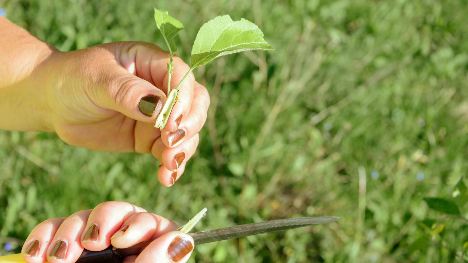 Jemand hält ein Okuliermesser und ein herausgeschnittenes Pflanzenauge in den Händen.