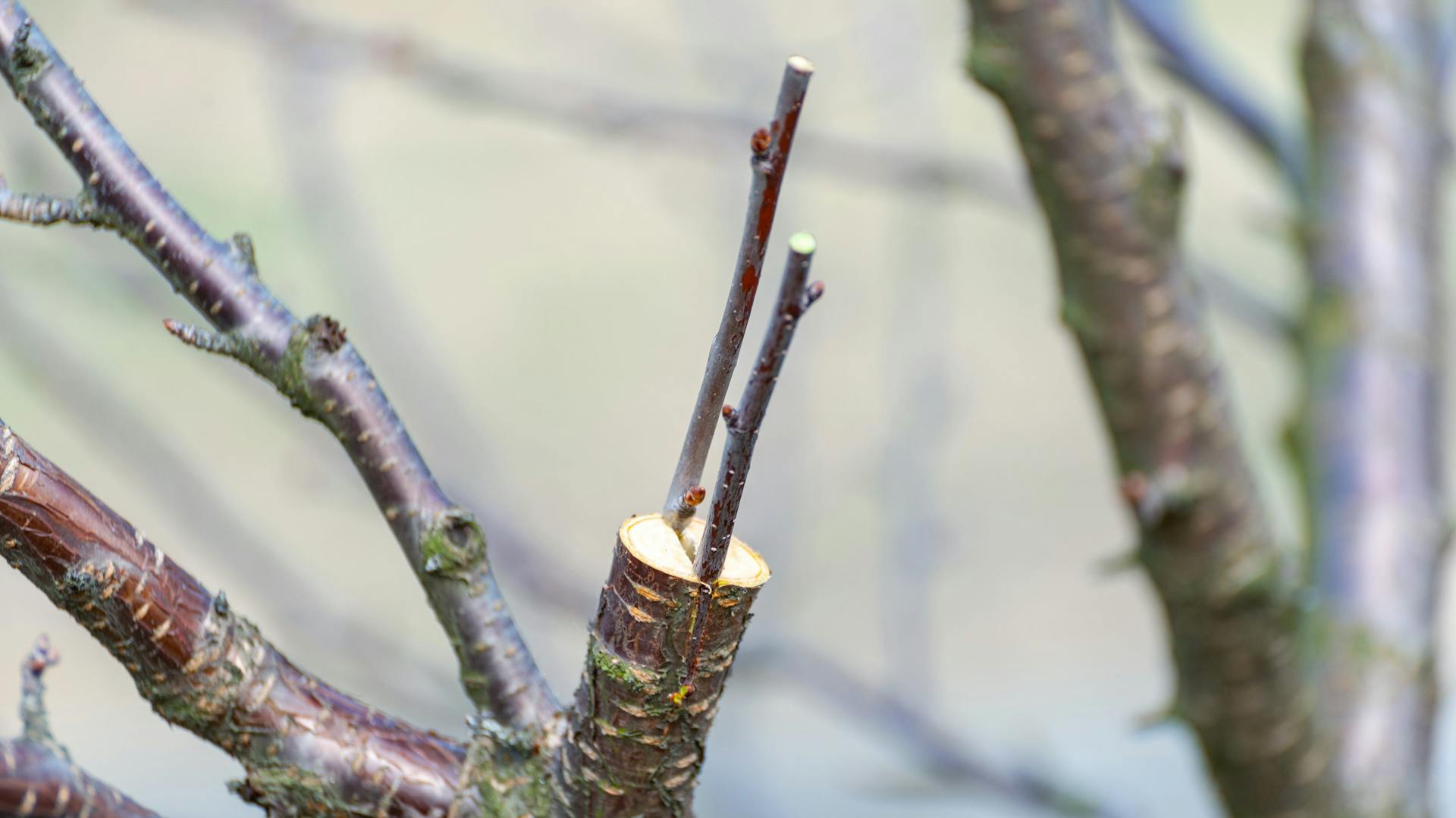 Veredelter Ast eines Baumes