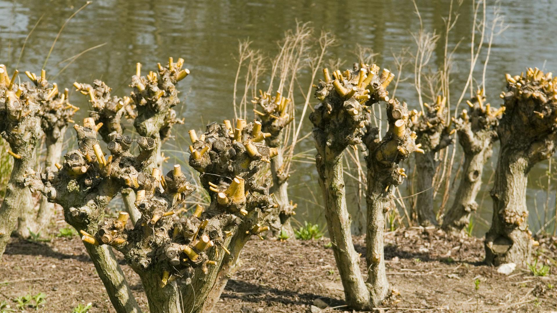 Stark zurückgeschnittene Pflanzen.